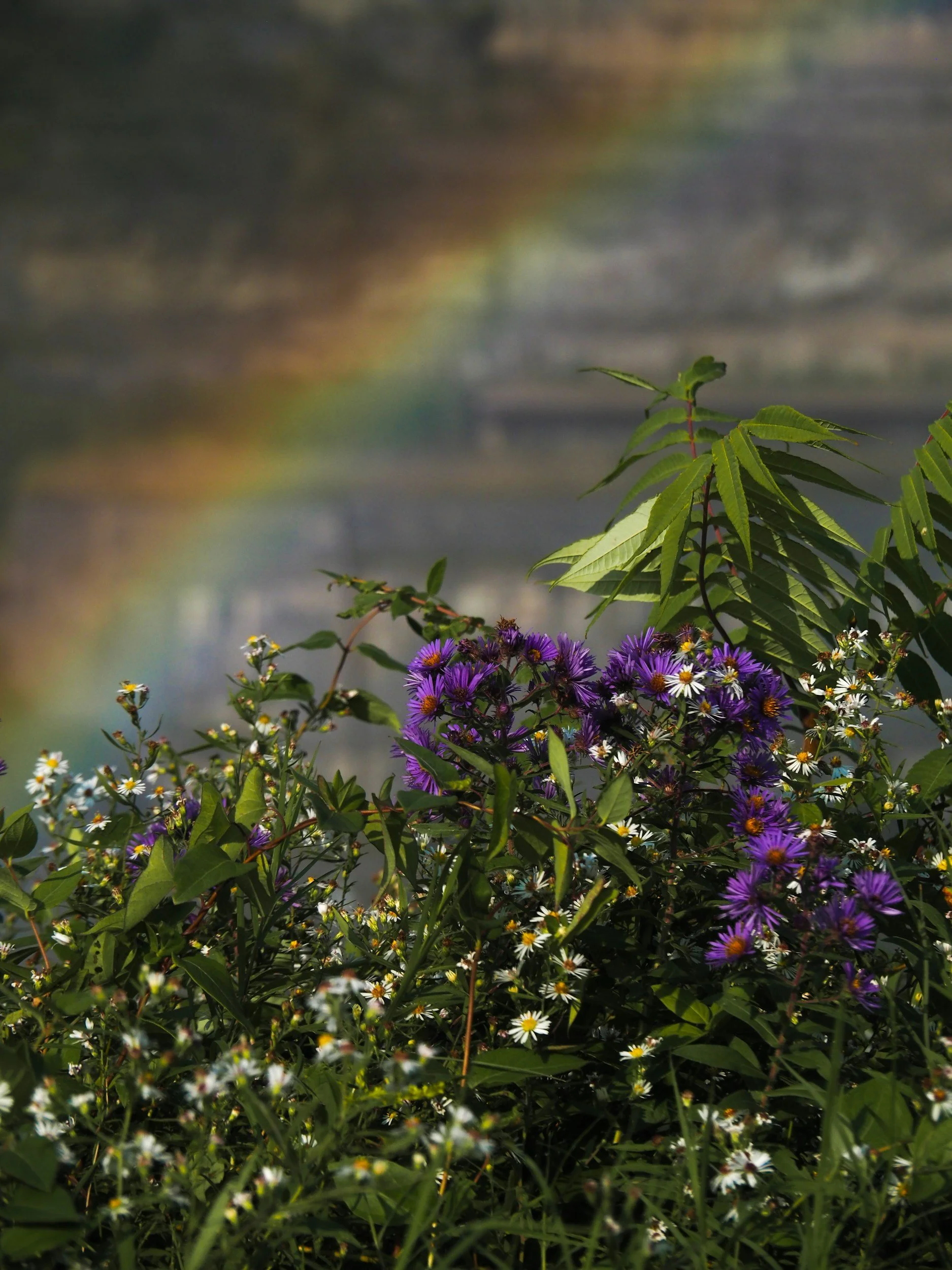 A Celebration of Recovery, Community, and Hope