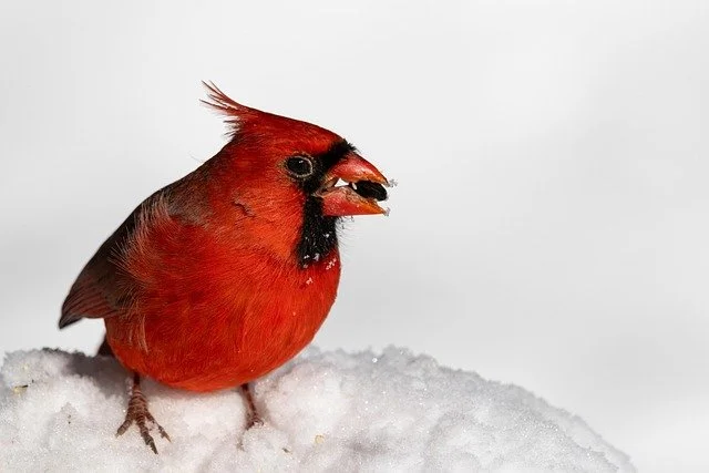 They Were Always Here