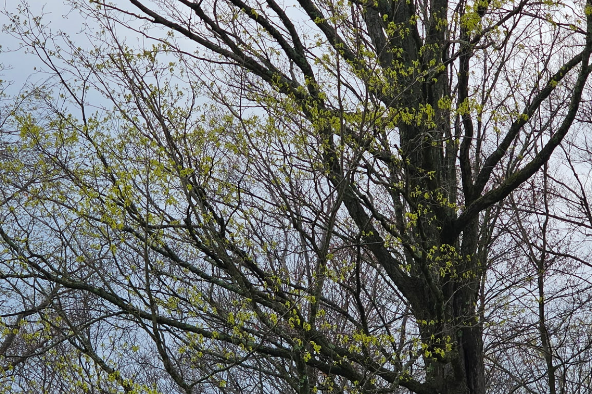 Budding tree branches in early spring at Woodhaven Recovery.