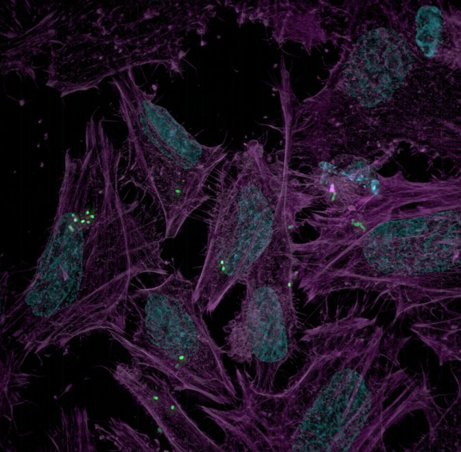 Microscopic view of cells with green nuclei and purple cellular structures against a black background.