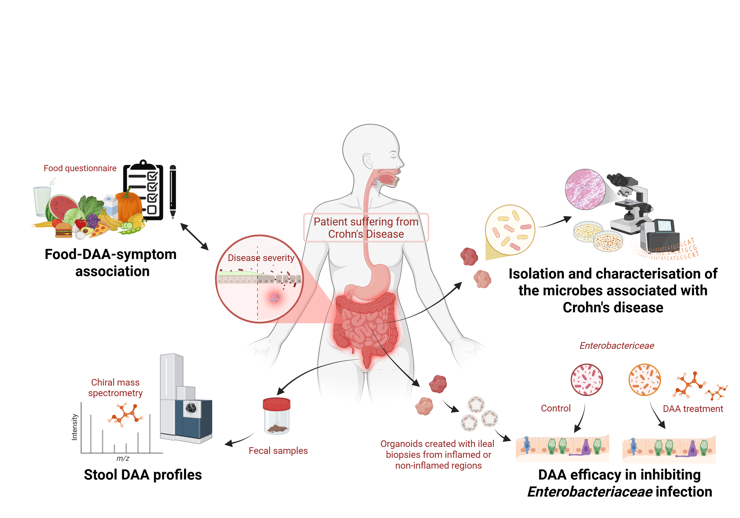 Diagram showing the process of analyzing the microbiome associated with Crohn's disease, including food questionnaires, stool DAAs profiles, microbiome analysis, organoid creation, and treatment approaches.