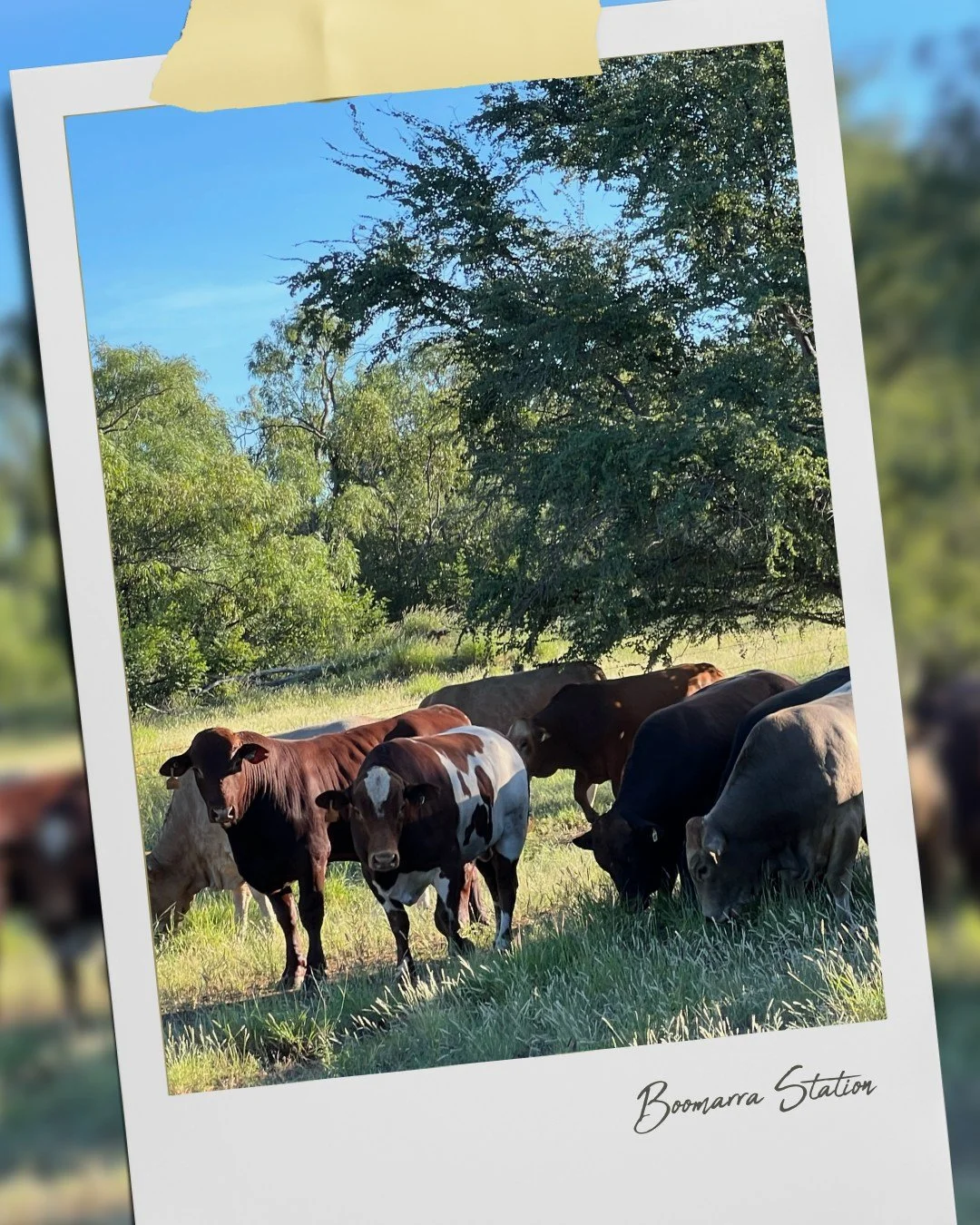 From Alexandra Station to Boomarra Station, every bull in NAPCo’s stud has a purpose. ๐
At Boomarra, world-class genetics, performance and careful selection come together with expert management to shape the next generation of sires that build