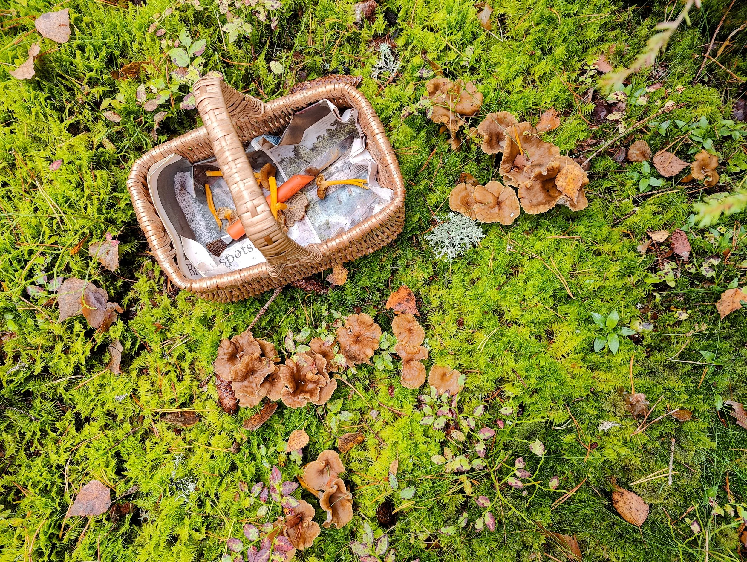 A wicker basket with a small gardening trowel, a hand rake, and a pair of scissors inside, placed on a lush green mossy ground with scattered fallen leaves and brown mushrooms.