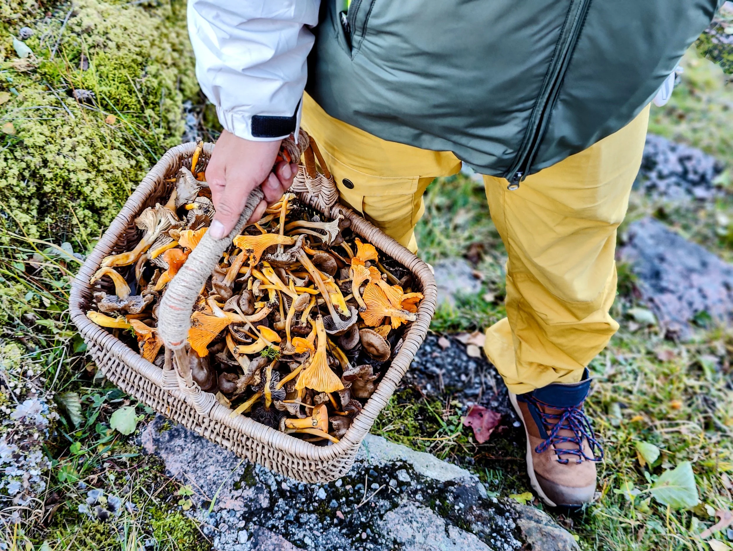 Person harvests a basket of freshly picked mushrooms in a forested area, showing colorful orange and brown mushrooms among green moss and rocks.