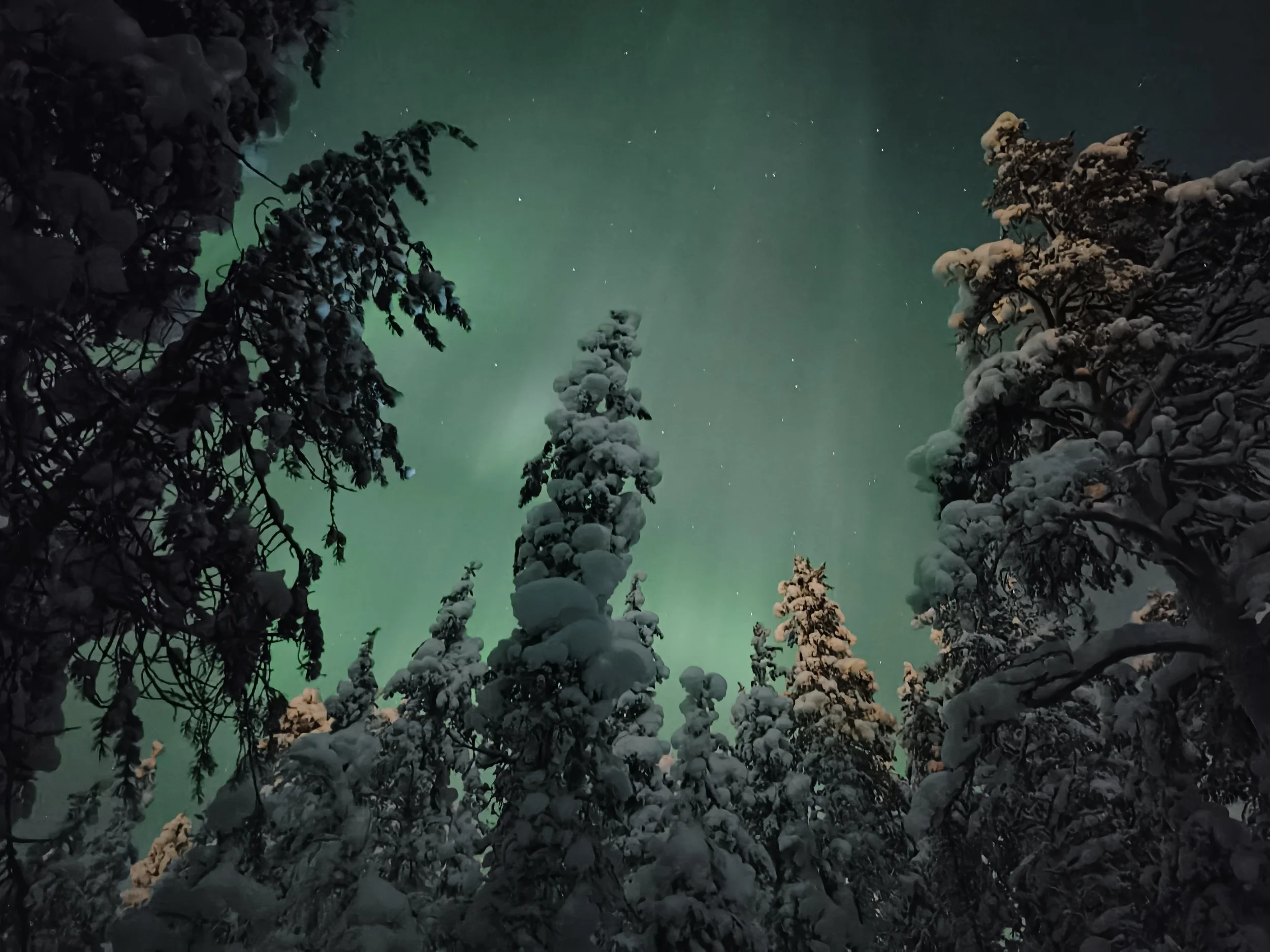 Snow-covered trees at night with the northern lights in the sky.