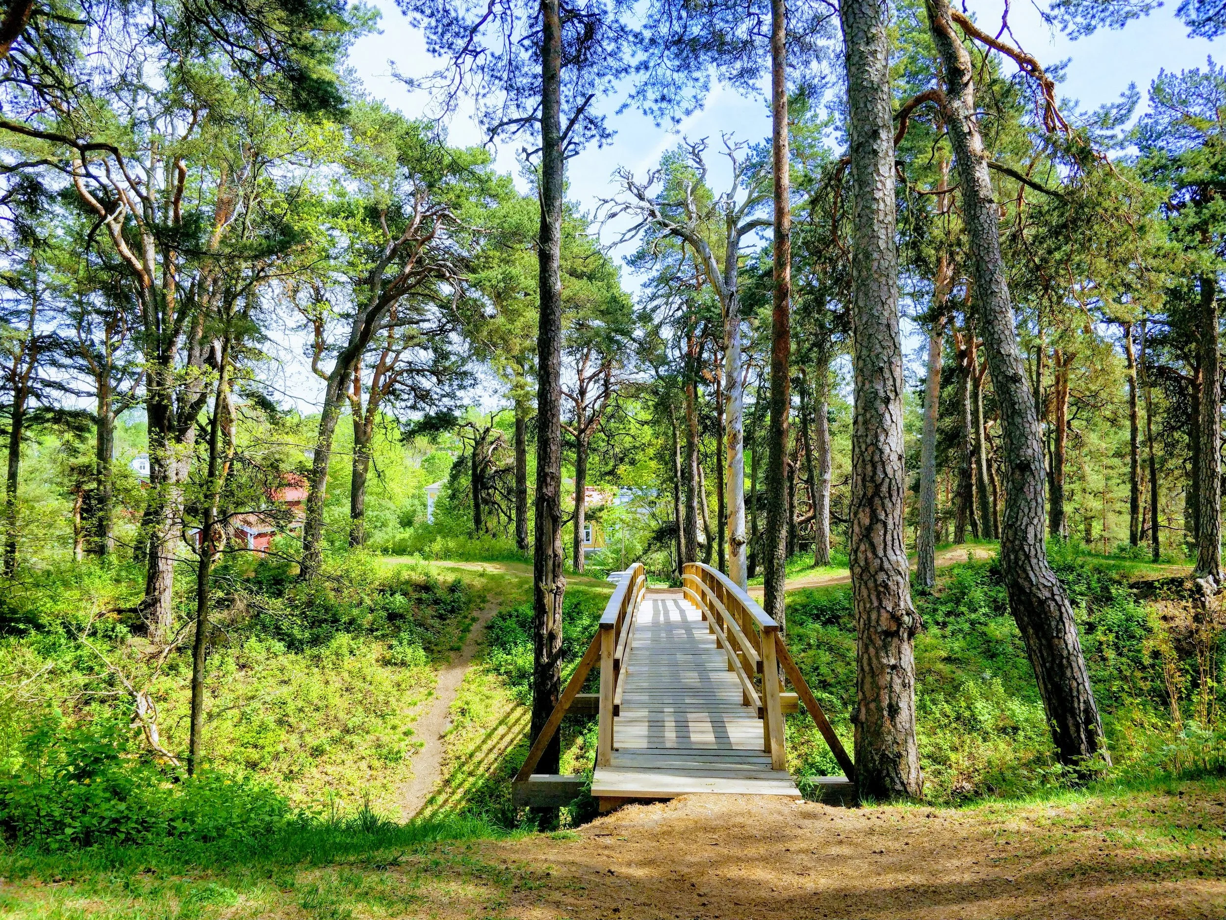 A small wooden bridge in a lush green forest with tall trees and a dirt path beneath.