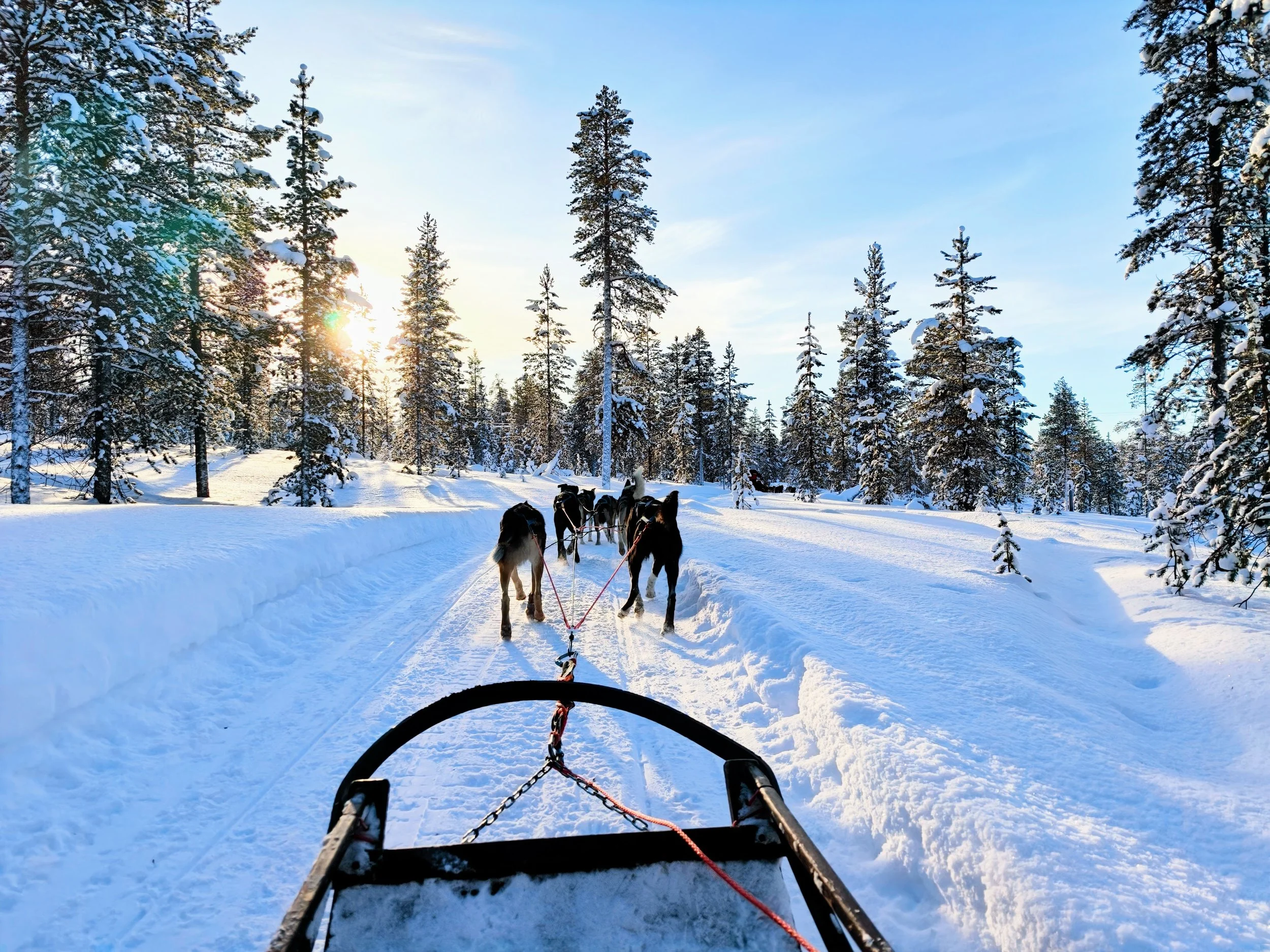 A sled ride through a snowy forest during sunset, with a view from behind the sled showing a team of dogs pulling it along snowy tracks.