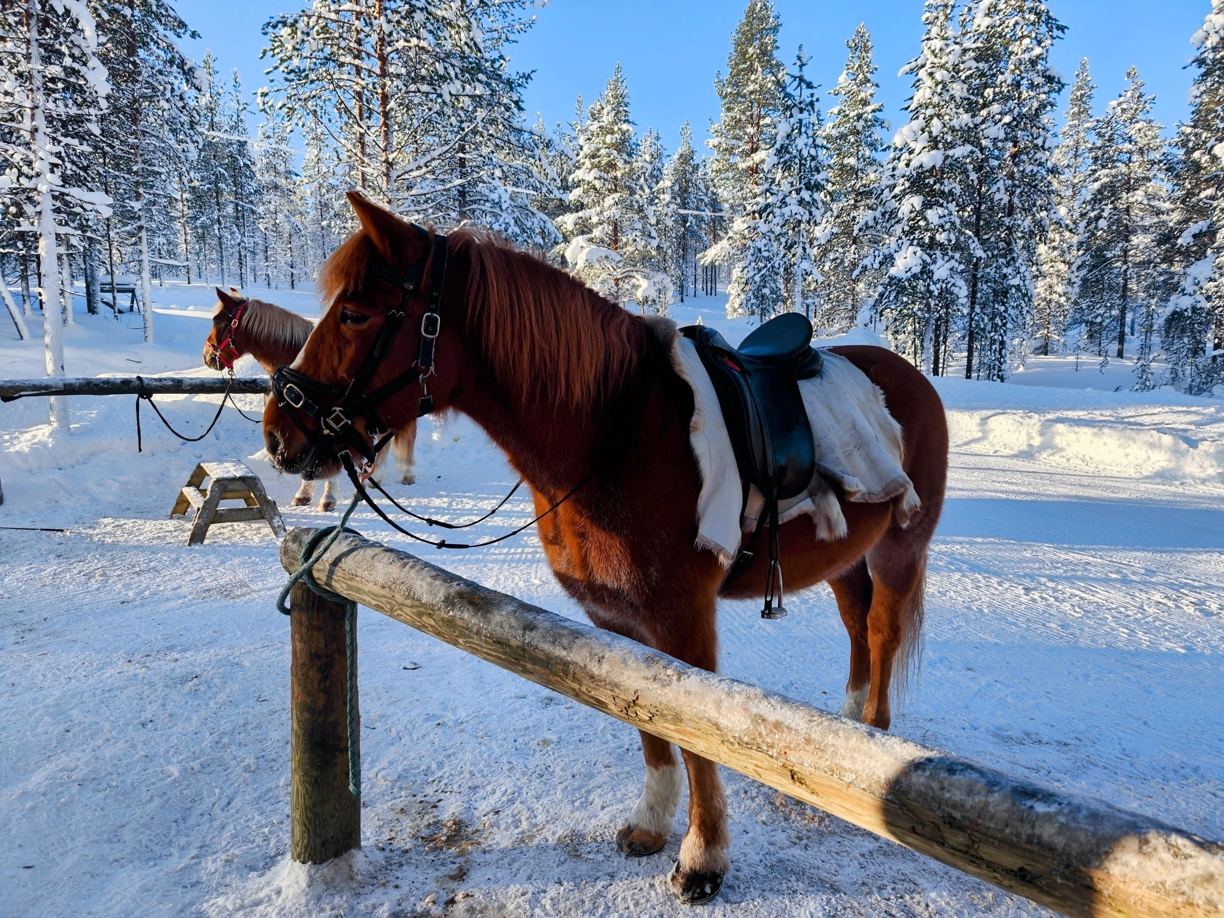 Two horses with saddles and bridles tied to a wooden fence in a snowy forest landscape.