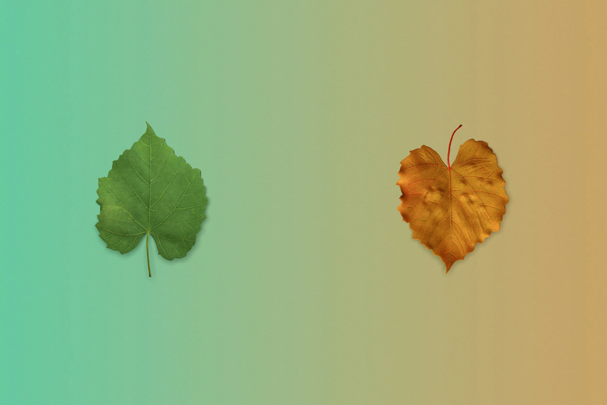 Two leaves, one green and one brown, arranged on a gradient background from green to beige.