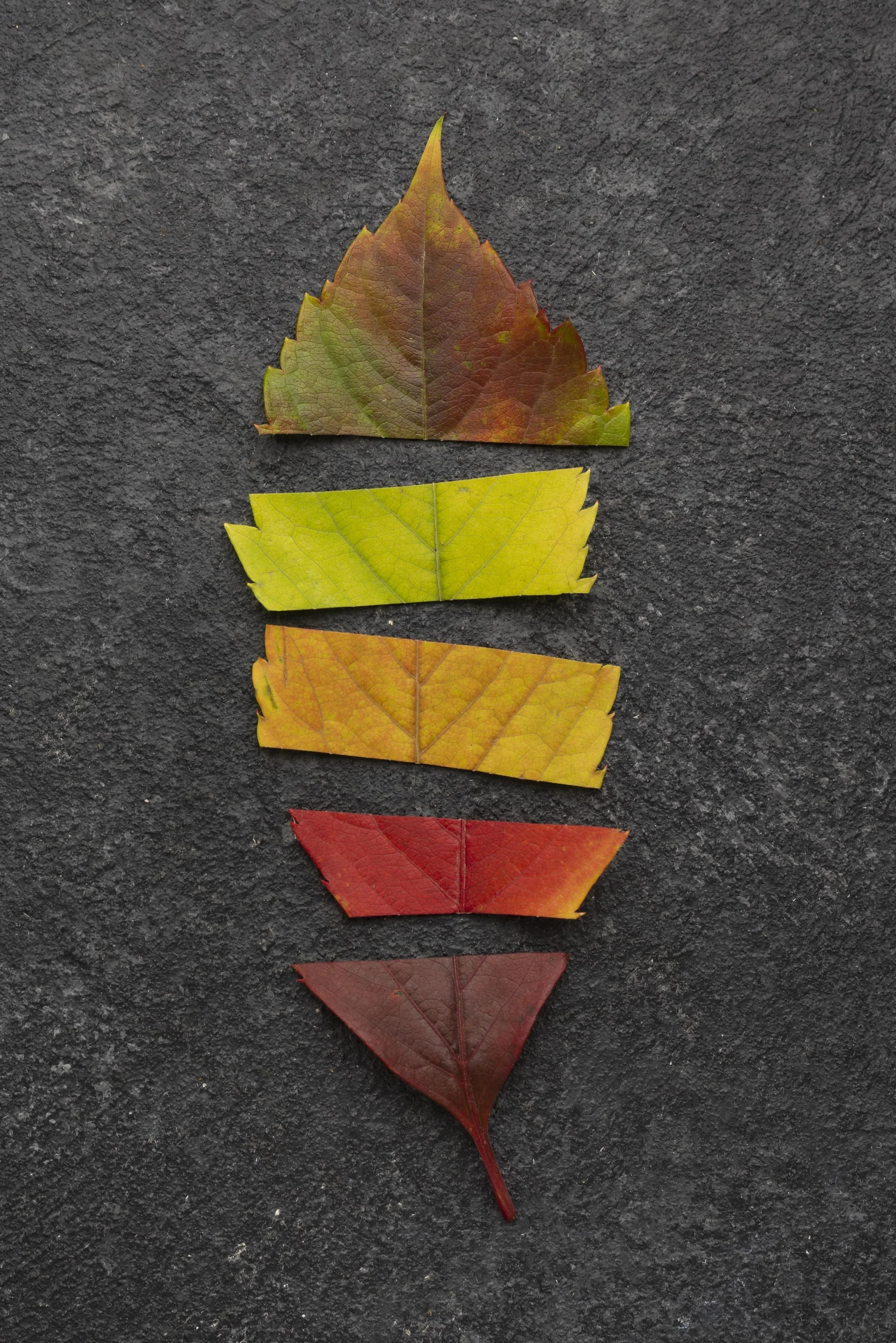 Five autumn leaves arranged vertically on a dark surface, showing a gradient of colors from green to red.