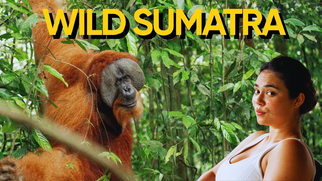 Batu Katak vs Bukit Lawang: Where to See Wild Orangutans in Sumatra?