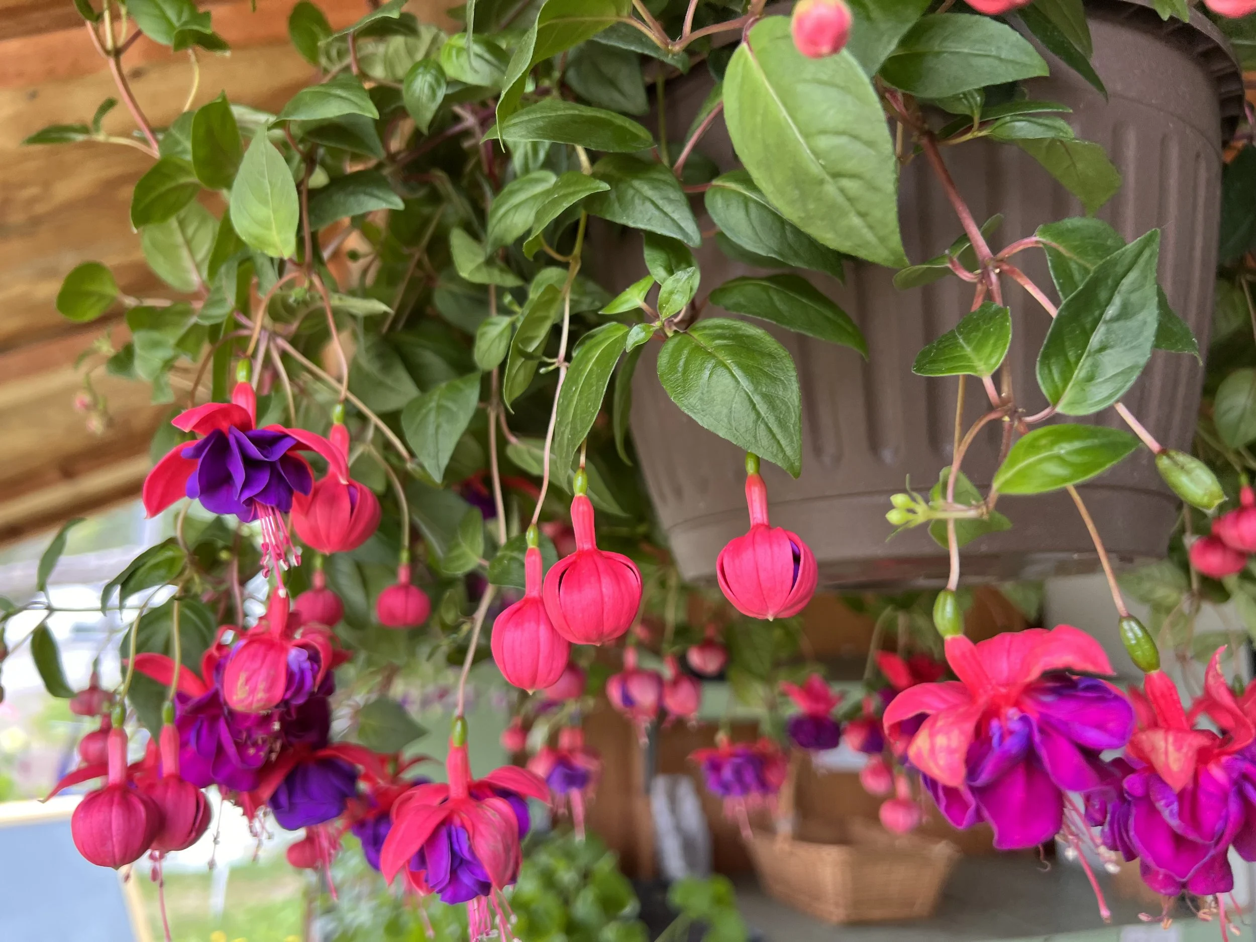 Looking towards Spring ! 