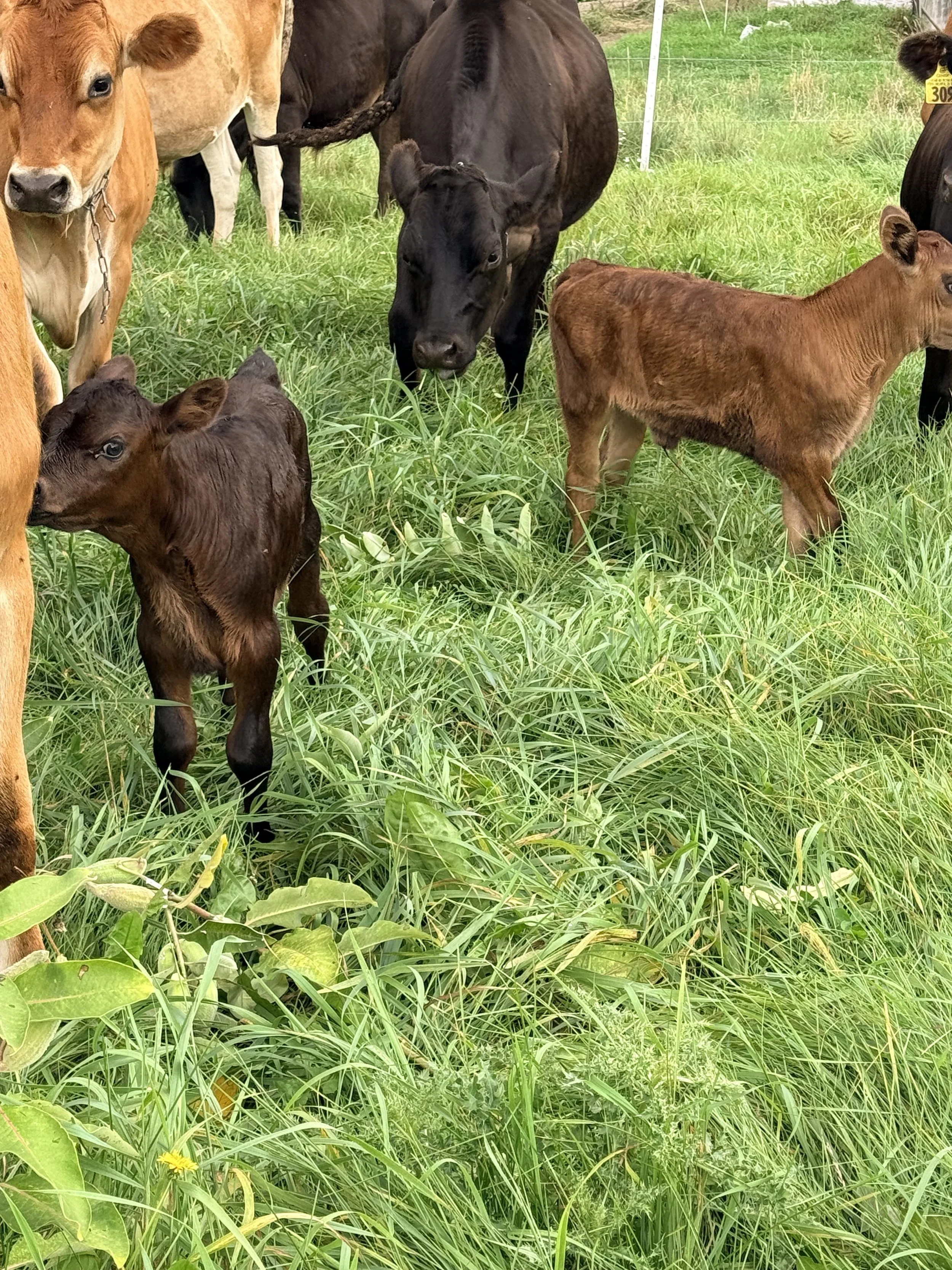 Grass-Fed Beef (Part 1) 