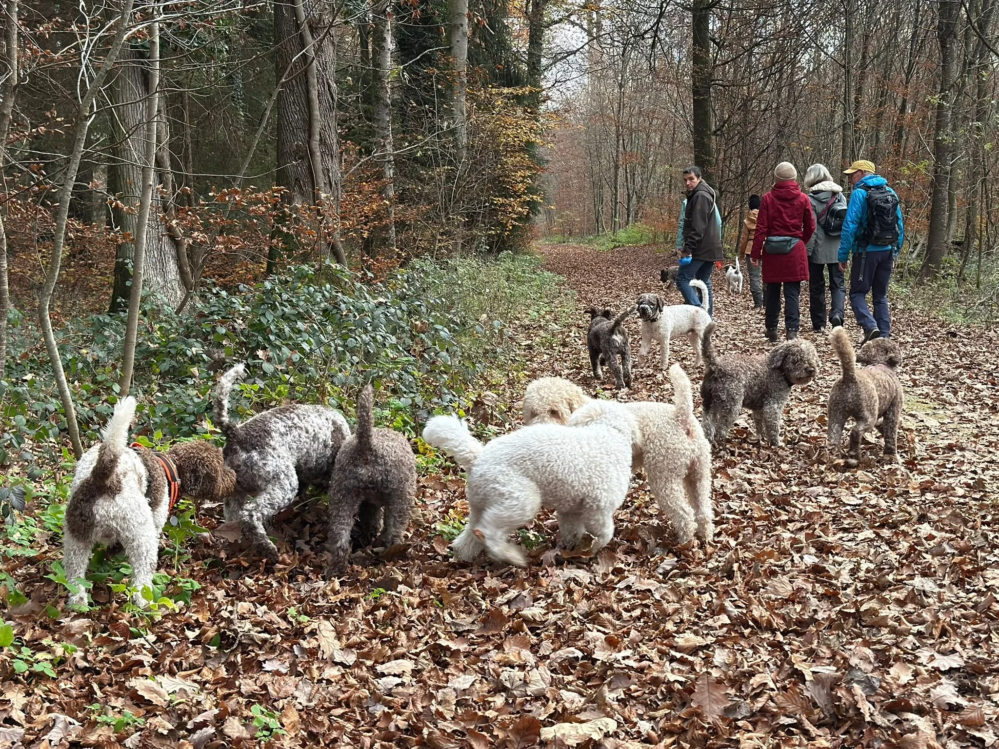 🐾 Lagotto-Neujahrsspaziergang 🐾