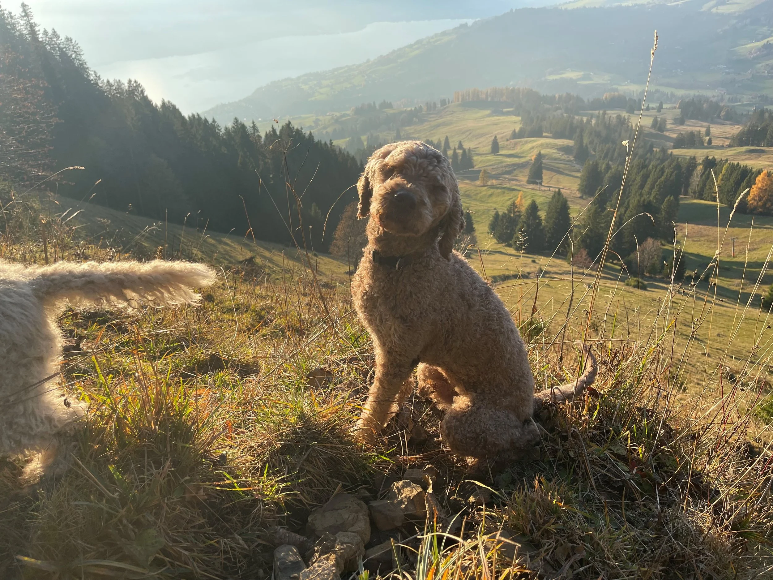 Aron sucht ein neues Zuhause