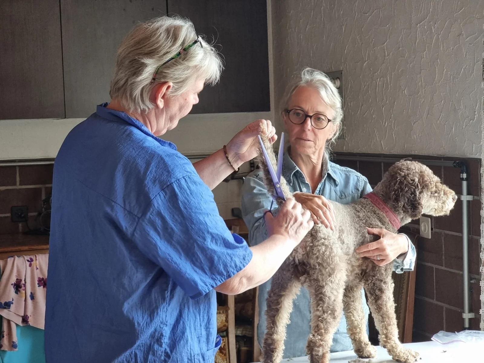 Scherkurs für Lagotti (Vormittag)