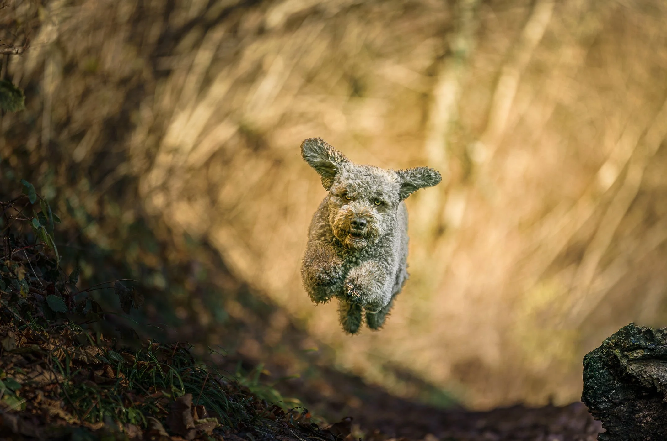 Der Lagotto-Herbst steht vor der Tür!