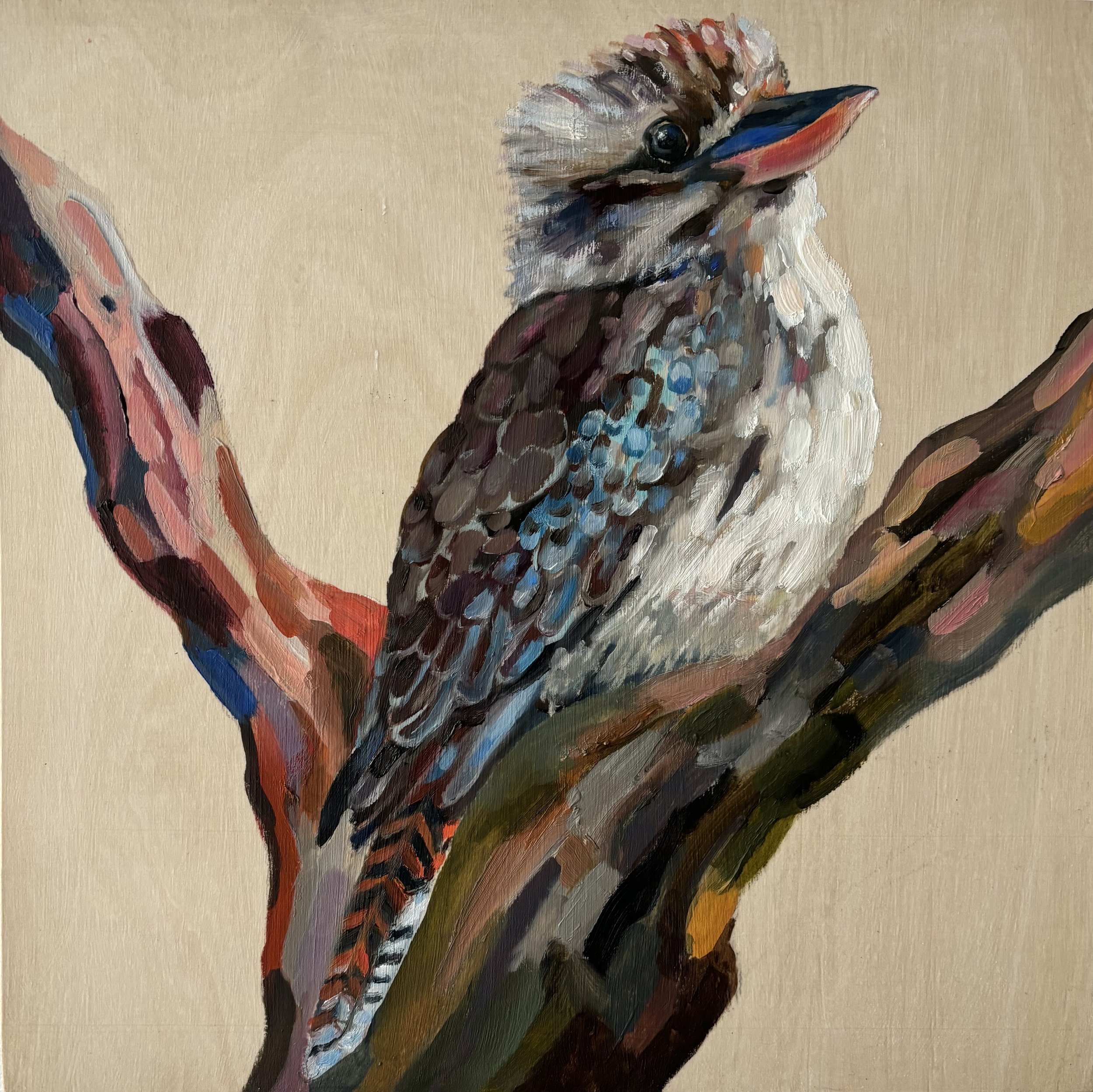 'Kookaburra sits #4' oil on timber panel
30cm x 30cm Ready to hang $420