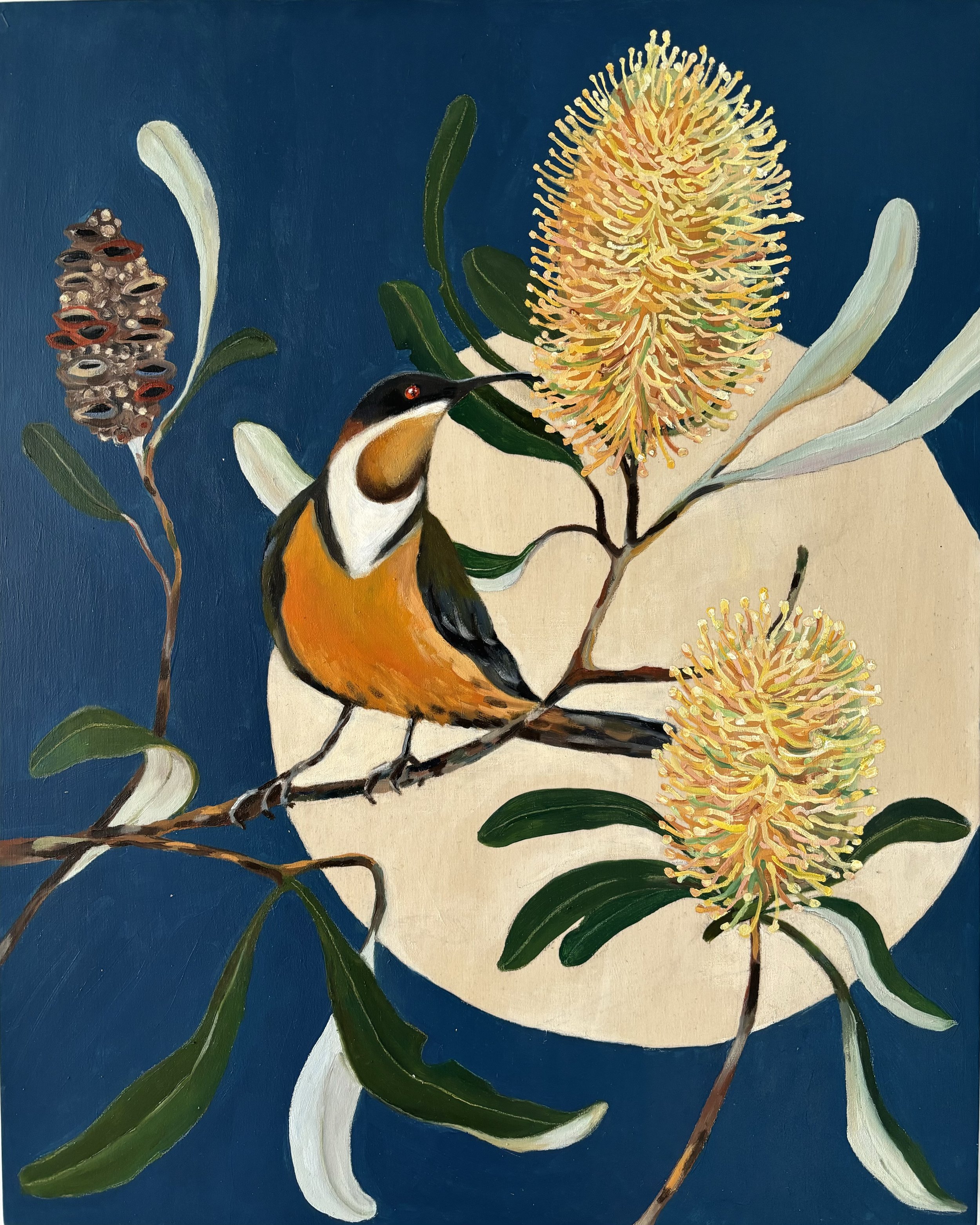 'Moonlit Eastern Spinebill & Coastal Banksia #1'
oil on timber panel 42cm x 52cm $700
Or sold as a pair $1200