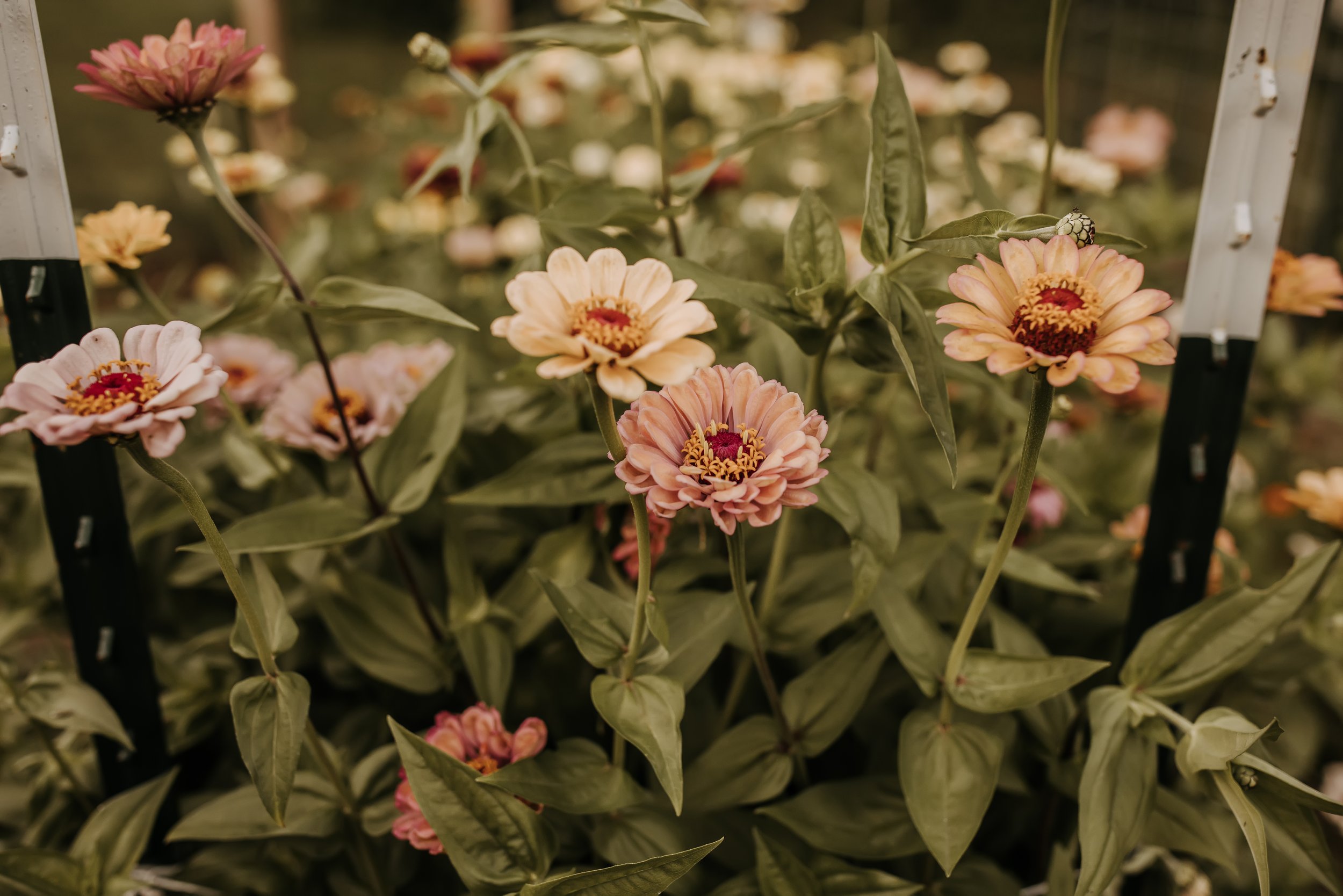 KELLIEOVERHOLTPHOTOGRAPHY-294.jpg