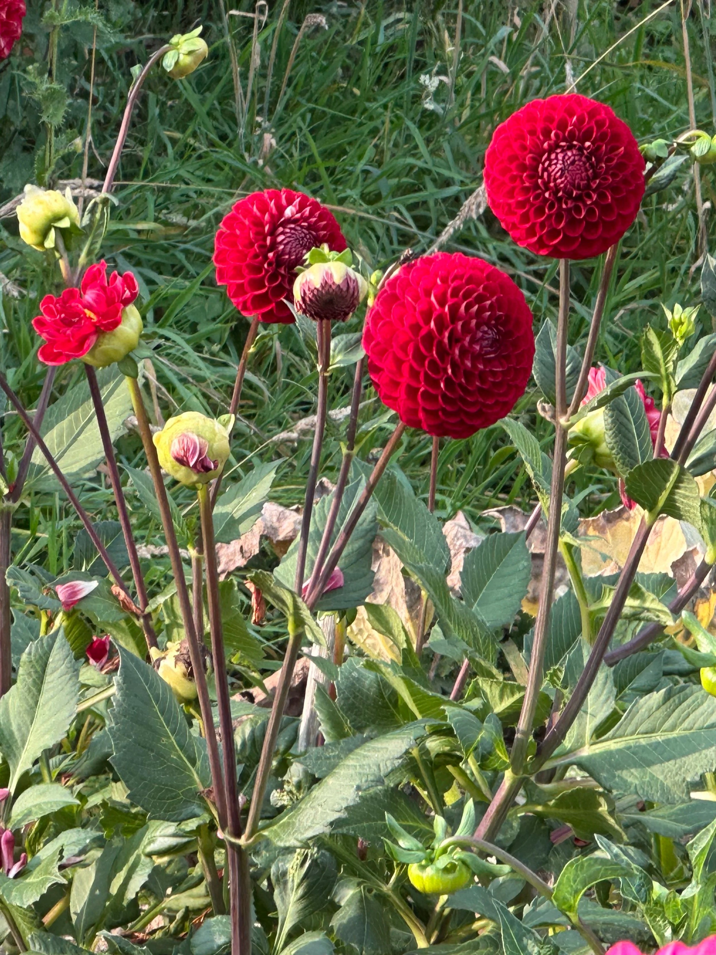 Multiple red and pink dahlias with green foliage in a garden.