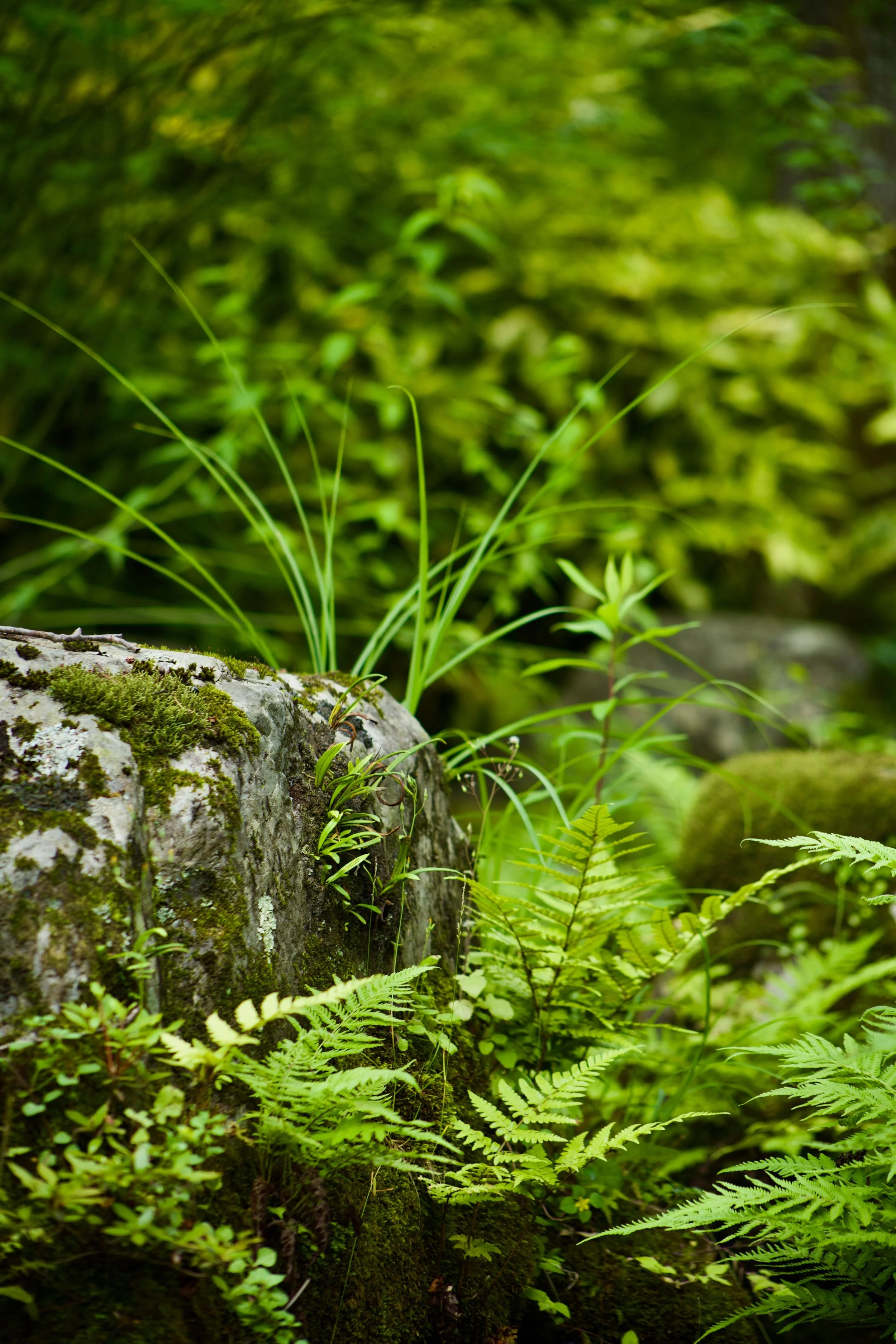 Close-up of a moss-covered log in a lush green forest with ferns and small plants surrounding it.