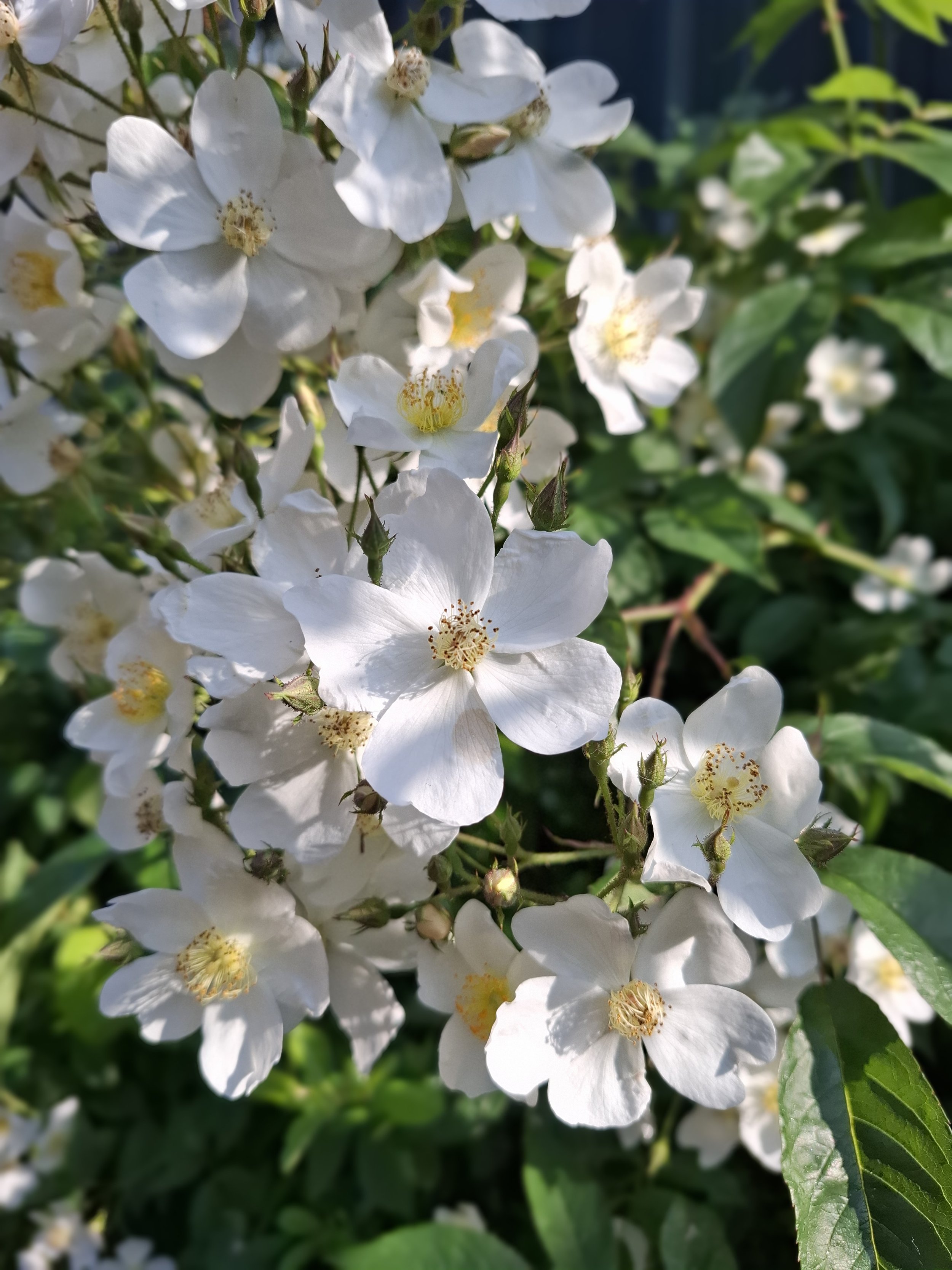 Creamy white rambling rose