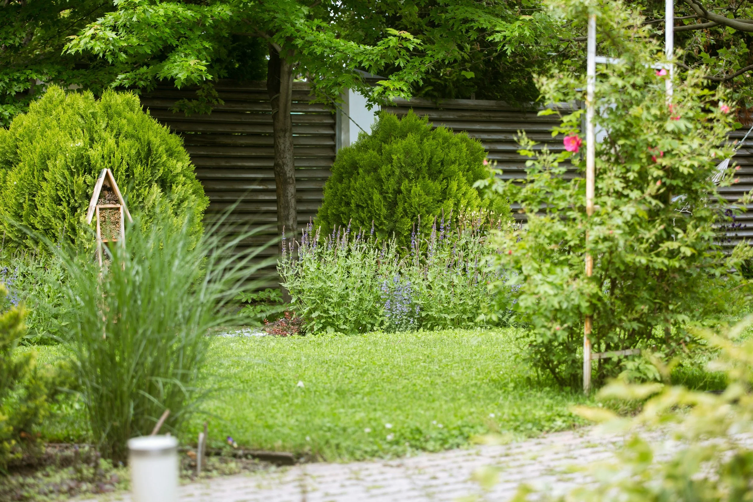 A lush green backyard garden with trimmed bushes, tall trees with green leaves, flowering plants, a grassy lawn, a wooden lattice, and a wooden fence in the background.