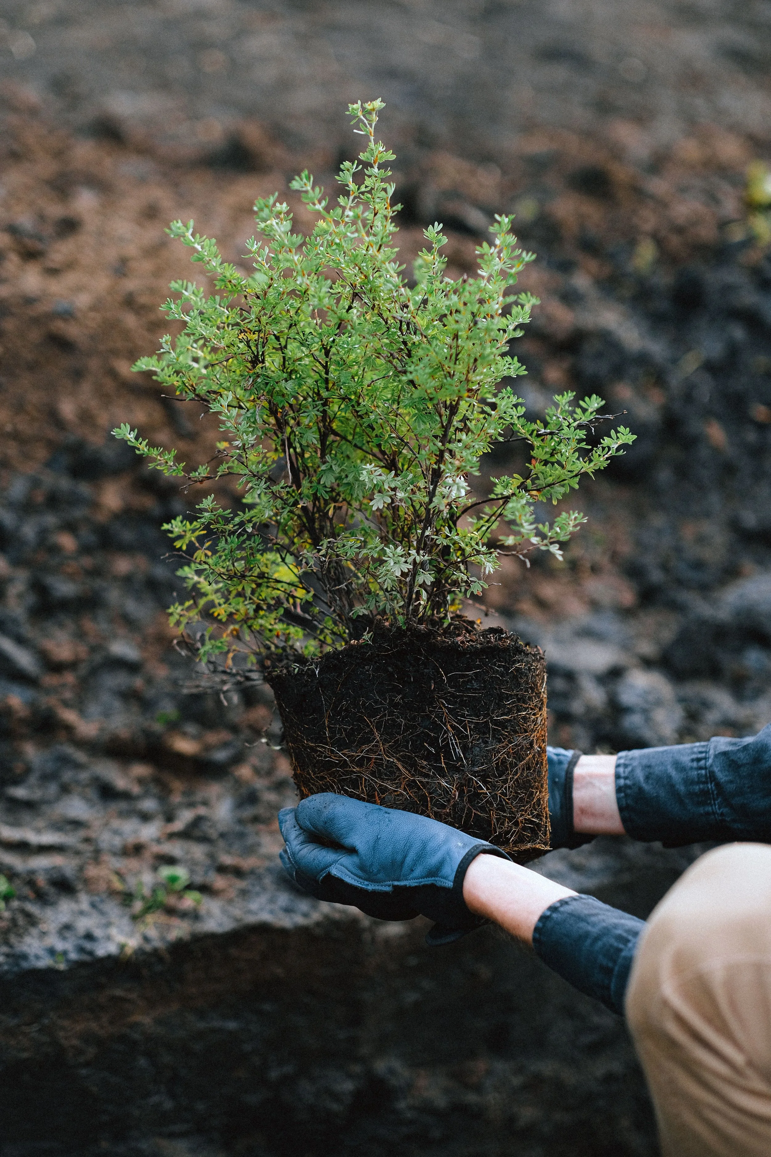 Person wearing gloves planting a small green shrub in dark soil.