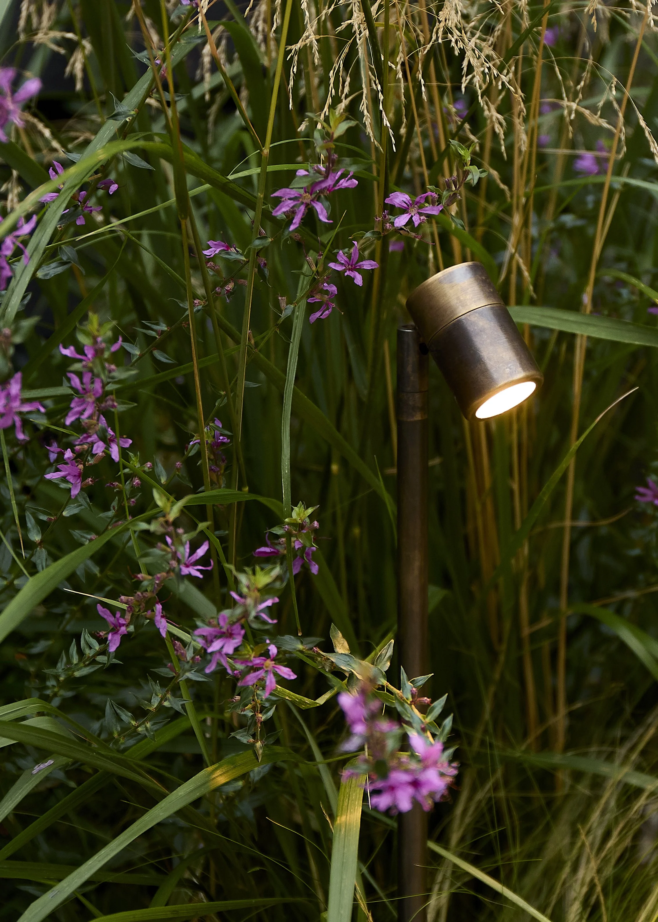 Purple flowers and tall grasses illuminated by a small spotlight in a natural outdoor setting.