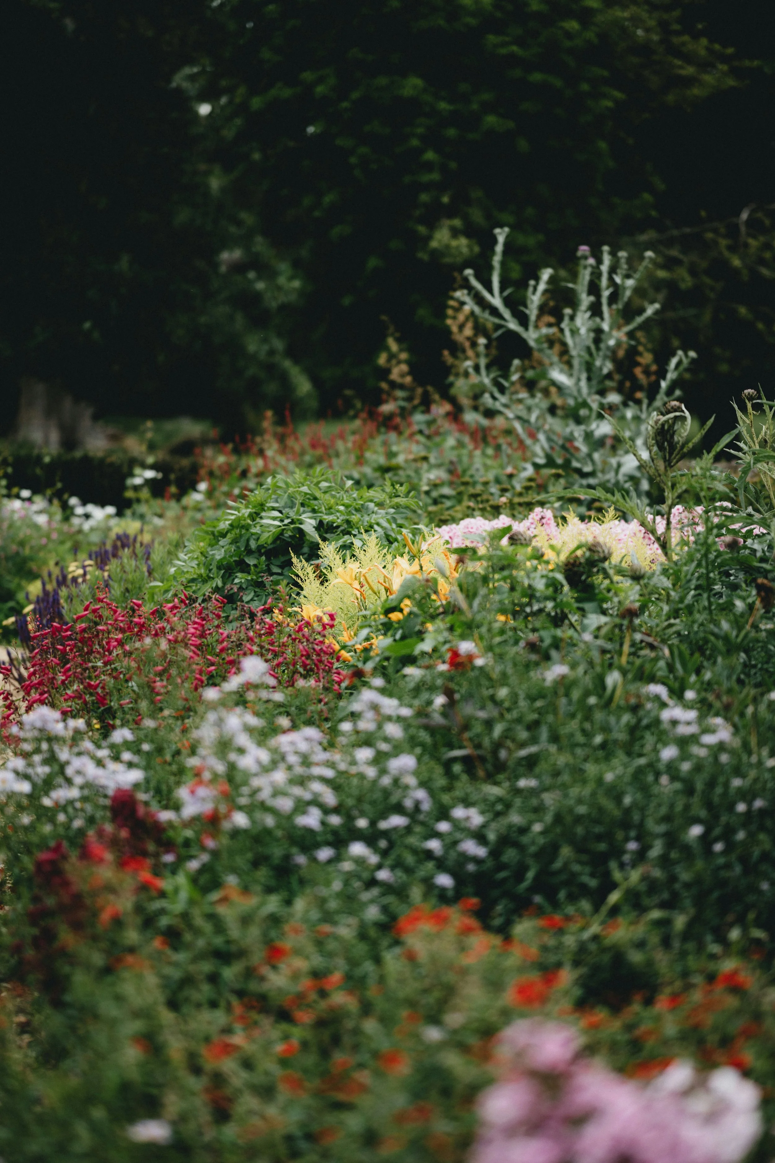 A lush garden filled with a variety of colorful flowers in full bloom, with a dark, leafy treetop in the background.