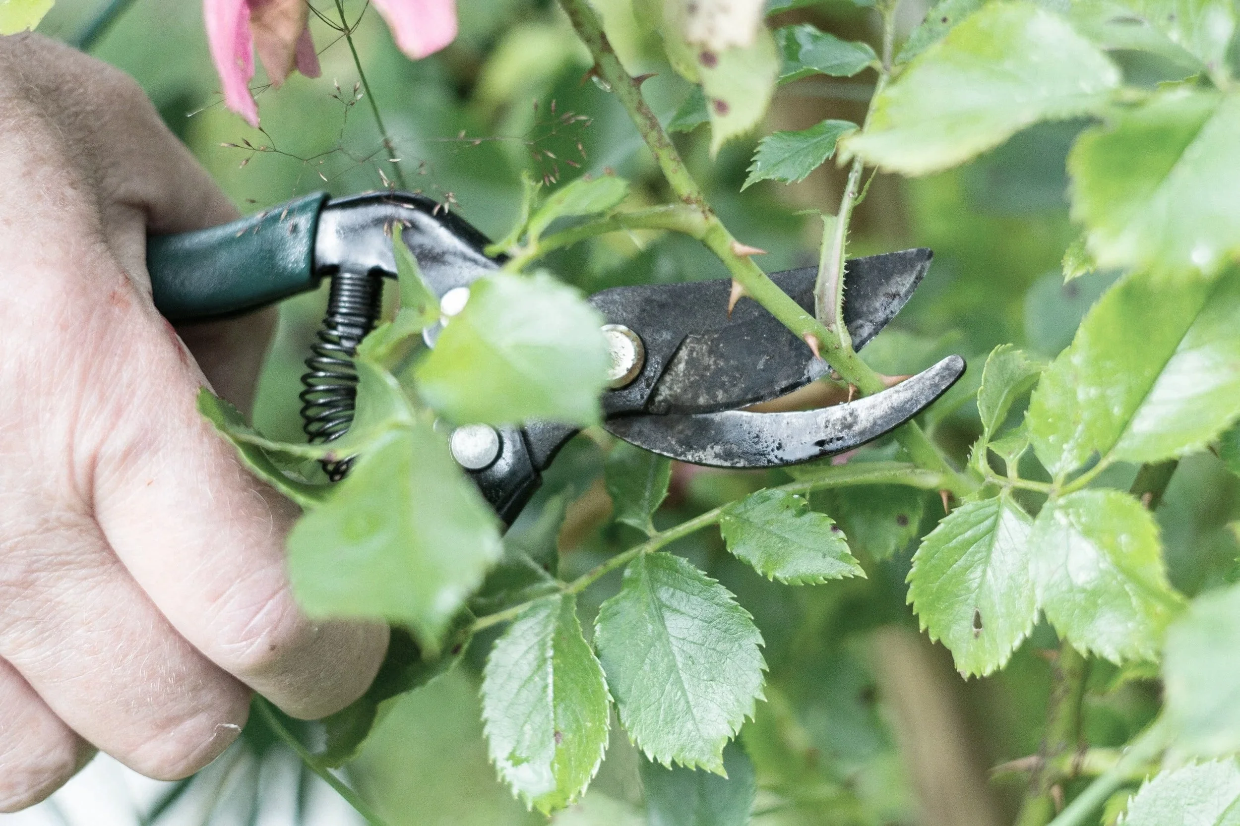 Close-up of a person's hand using pruning shears to trim a green leafy plant or shrub.