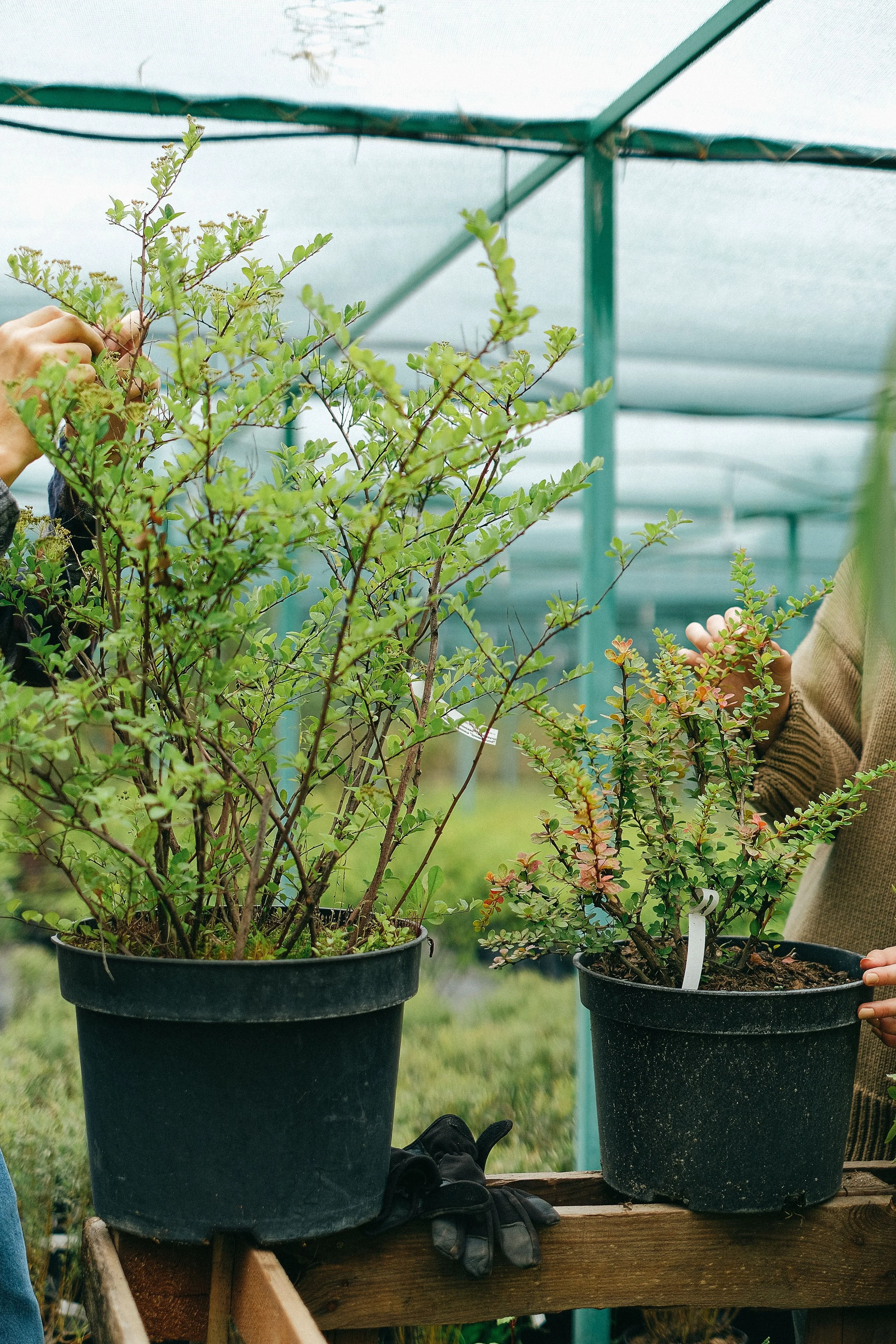 Two potted plants on a wooden table inside a greenhouse, with a person in a beige sweater holding one of the plants. The background shows the greenhouse structure and a grassy outdoor area.