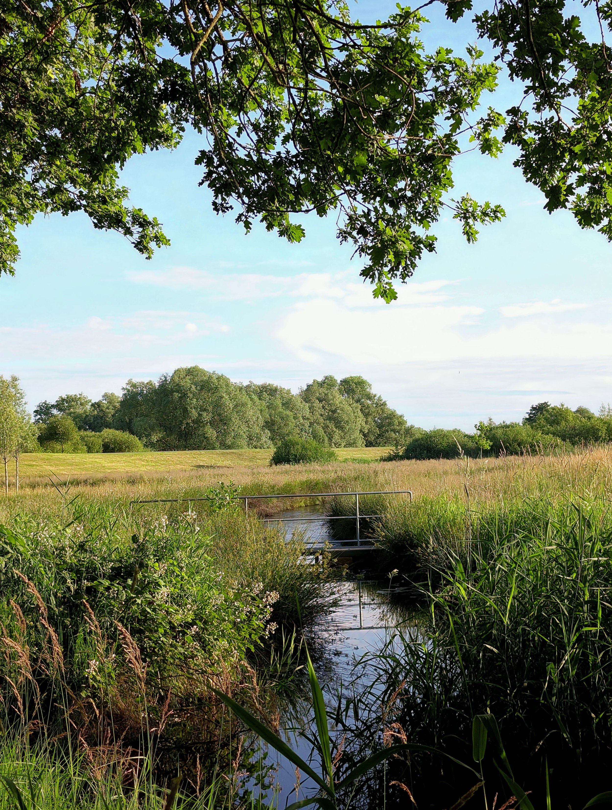 A peaceful scene of a grassy meadow with a small water stream flowing through tall green grass, surrounded by trees under a bright blue sky with some clouds.