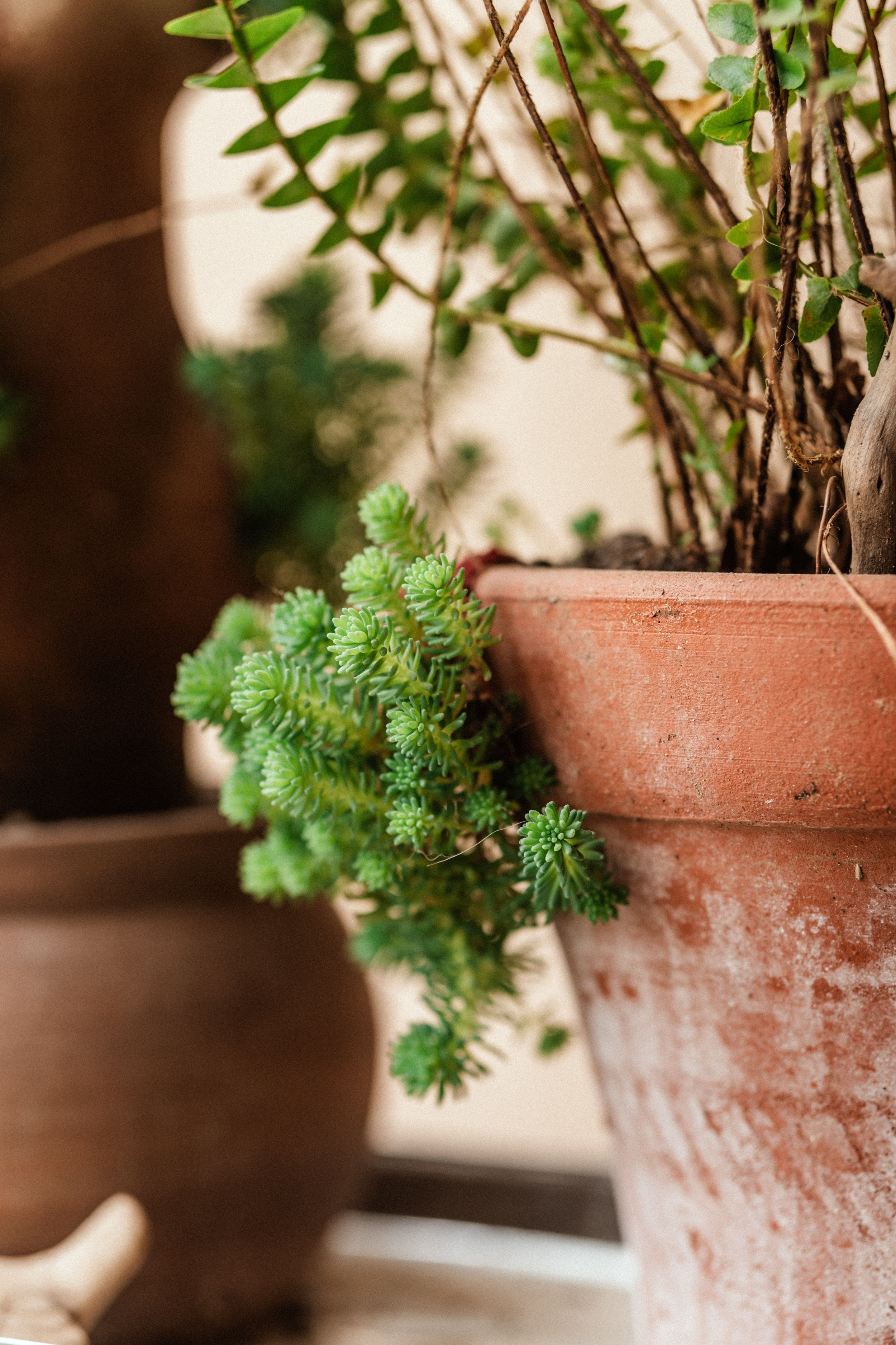 Close-up of a green succulent plant in a terracotta pot with ivy climbing in the background.