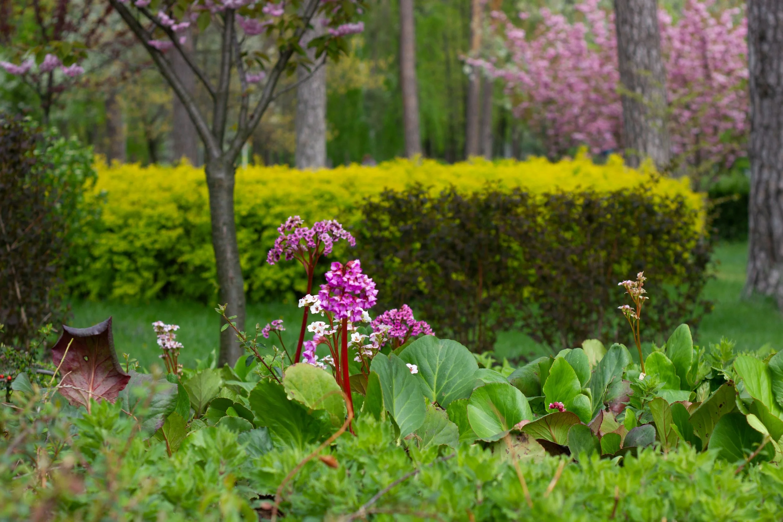 A garden scene with pink and purple flowers in the foreground, green bushes, and trees with pink blossoms in the background.
