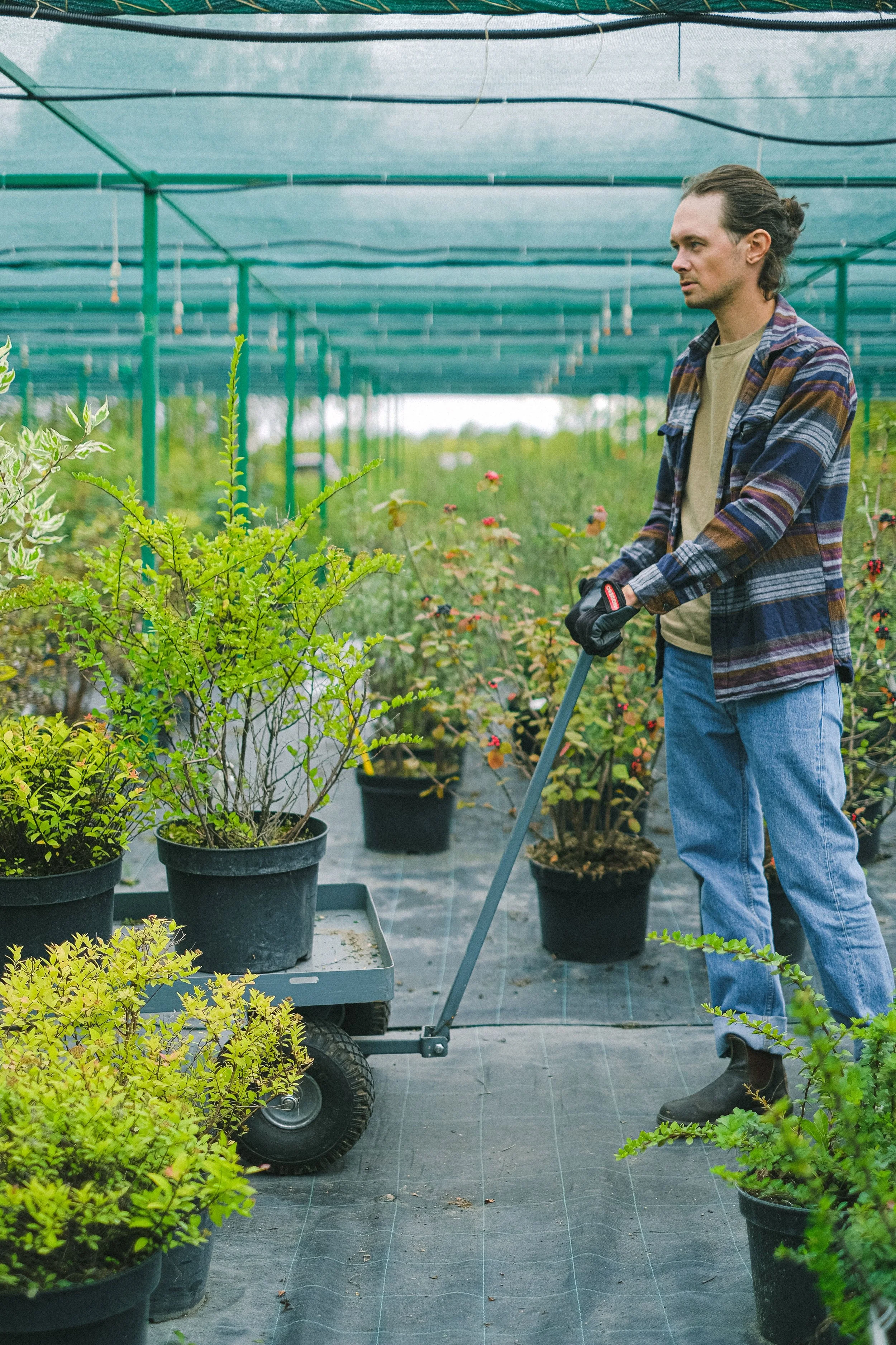 A man with long hair tied back, wearing a plaid shirt, beige shirt, jeans, and boots, is standing inside a greenhouse among potted plants, using a garden cart to transport plants.