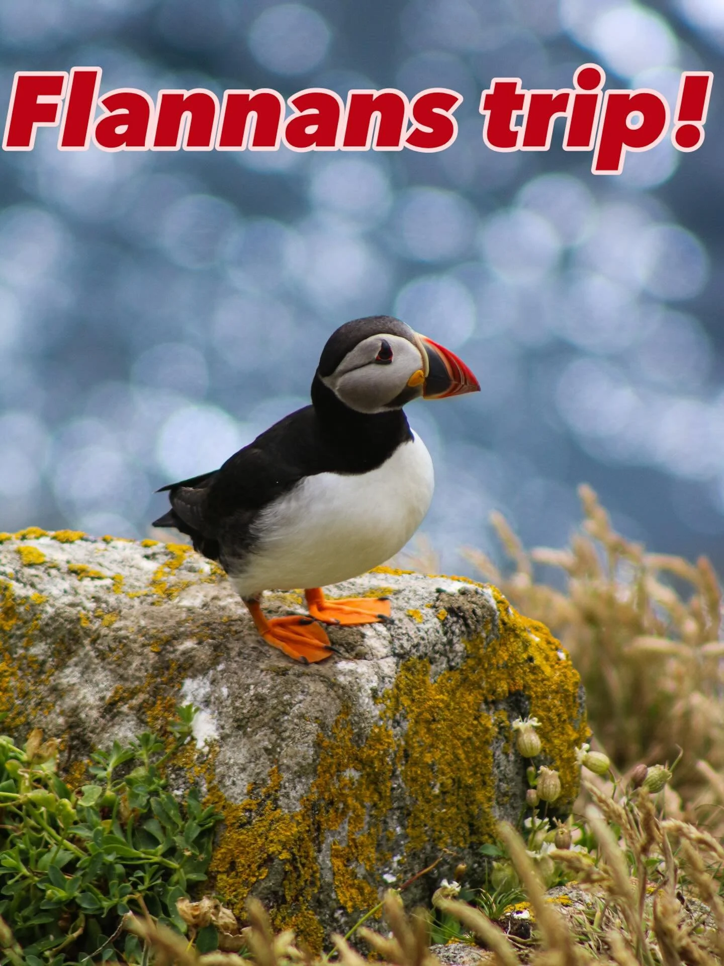 Flannans trip added for Thursday this week!
The forecast is looking good ☀️ 
Still spaces on our local trips this week too

#isleoflewis #scotland #visitscotland #outerhebrides #hebrides #uig #travelscotland #explorescotland #nc500 #northcoast500 #ui