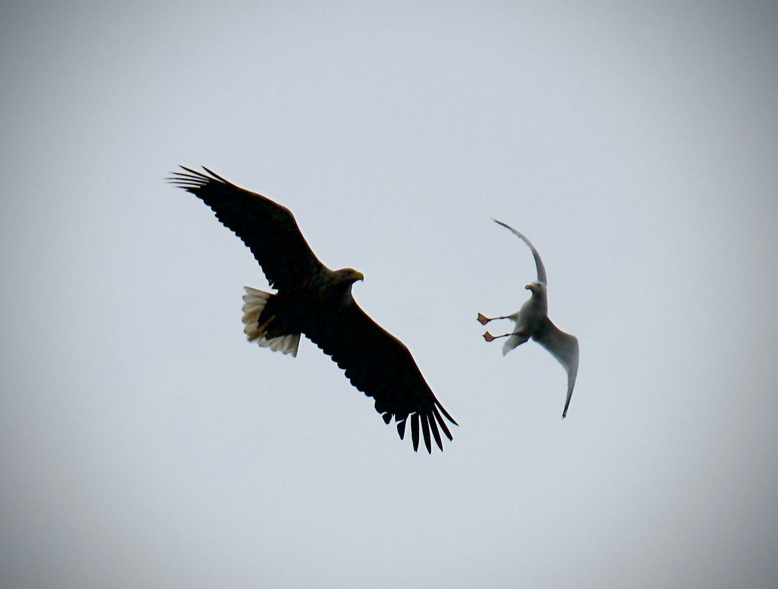 Some wildlife shots from our trips this week. Incredible shot of a white tailed sea eagle from @lrmayfieldphotography and dolphin photos from skipper Charlie 

#seaeagle #hebrides #commondolphin #boattrip #visitscotland