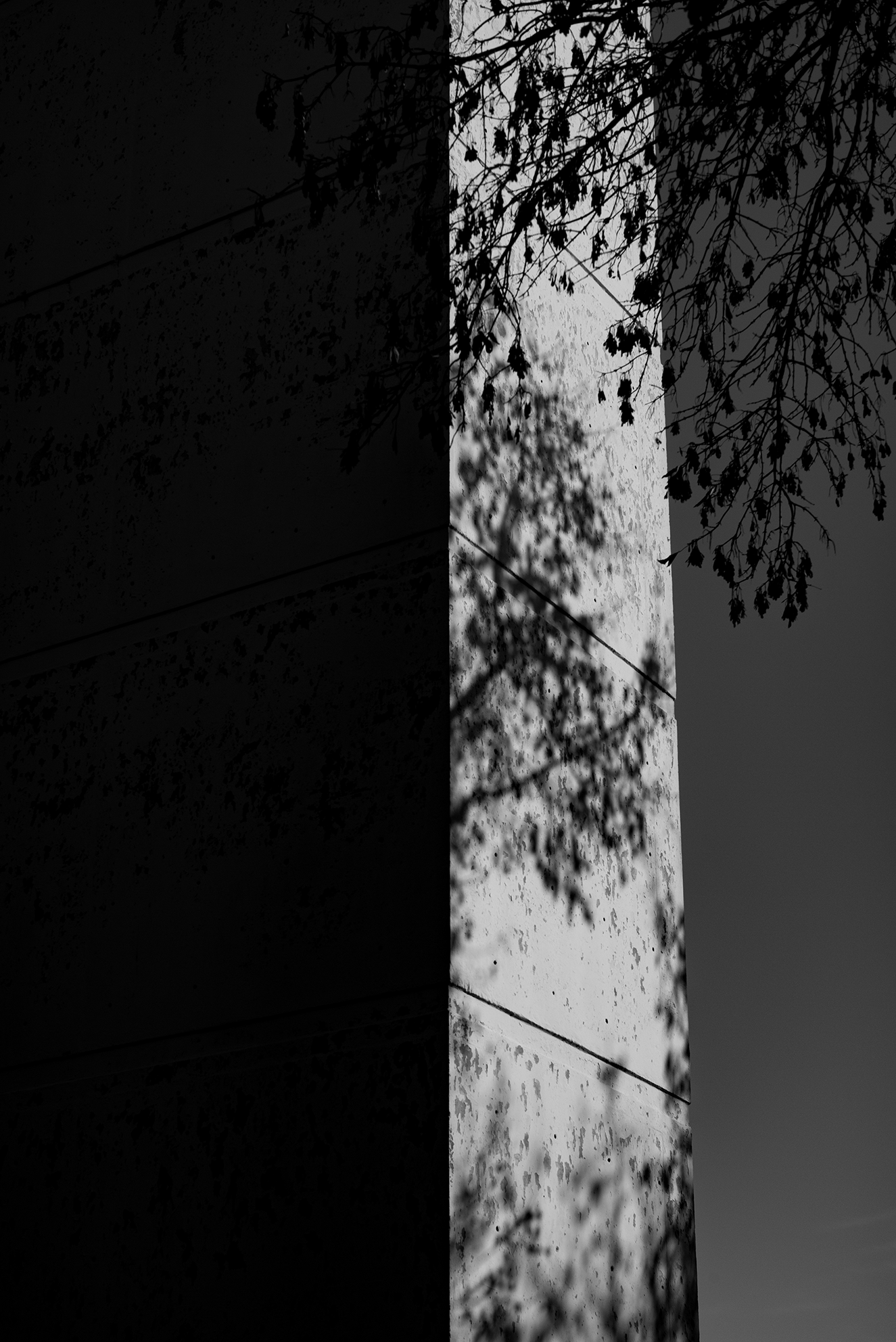 Black and white photo of the corner of a building with a shadow of tree branches and leaves cast on the wall.