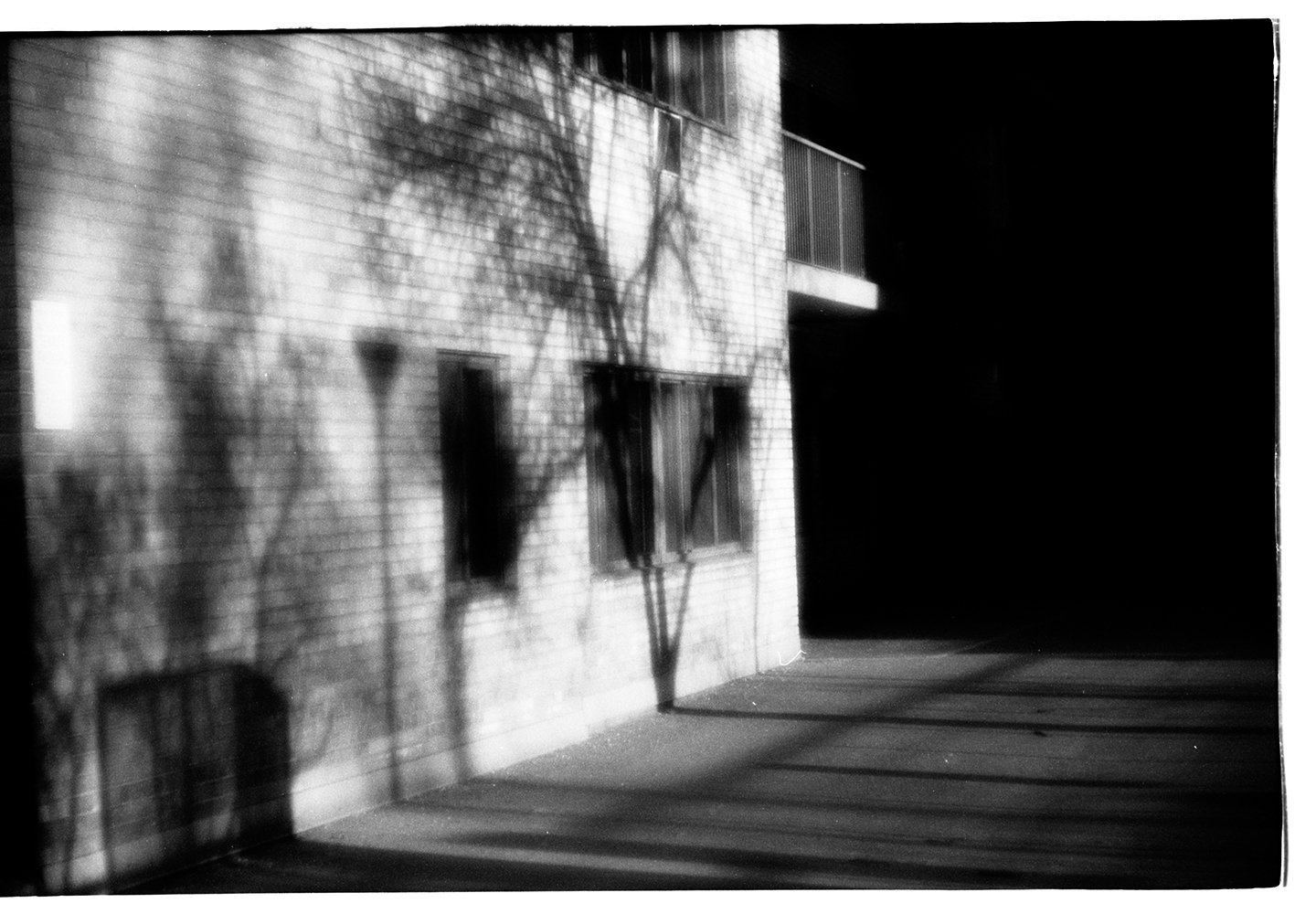 Shadows of a tree and a face are cast on the brick wall of a building at night, with windows and a fire escape visible.