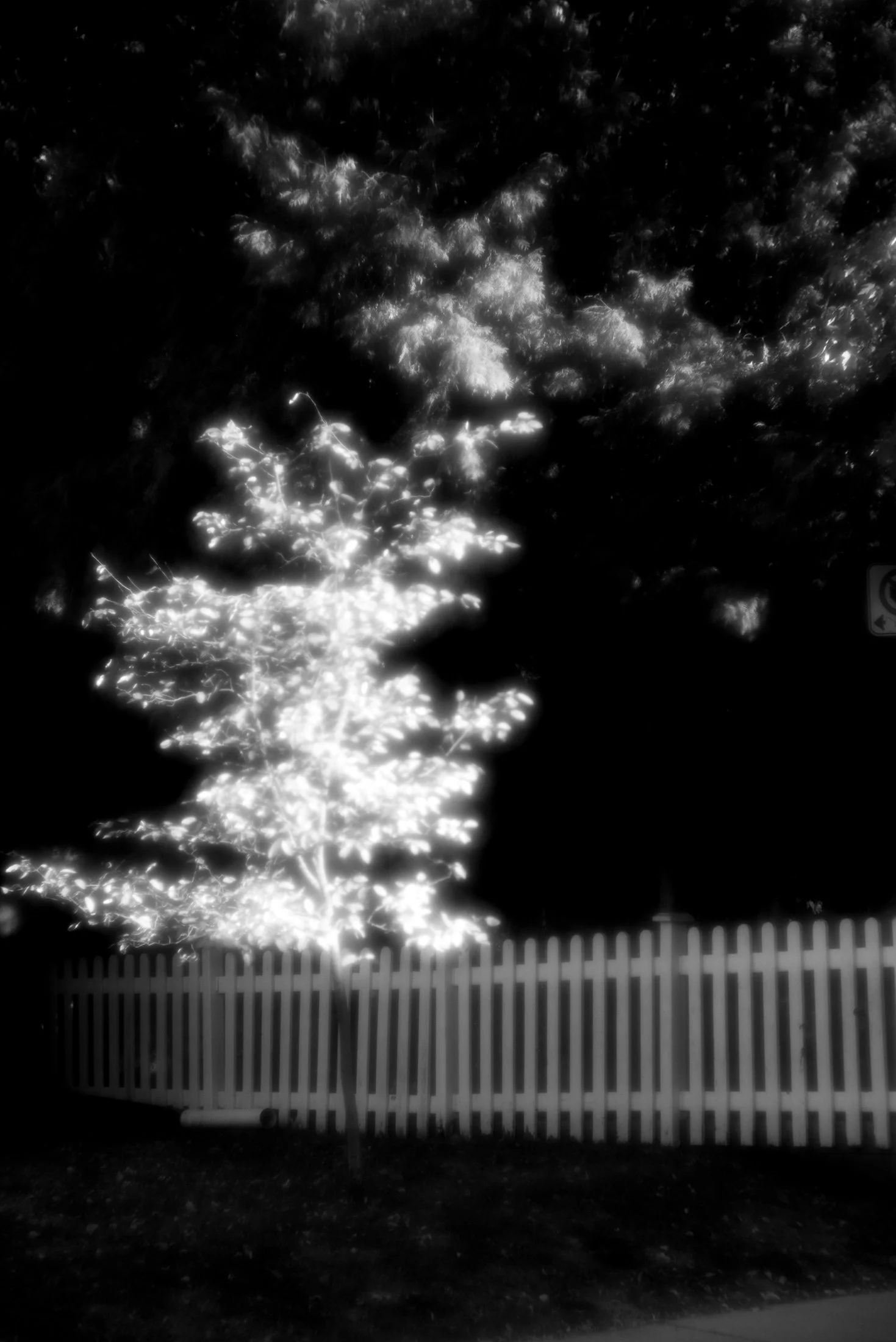 Tree decorated with Christmas lights, standing in front of a white picket fence at night.