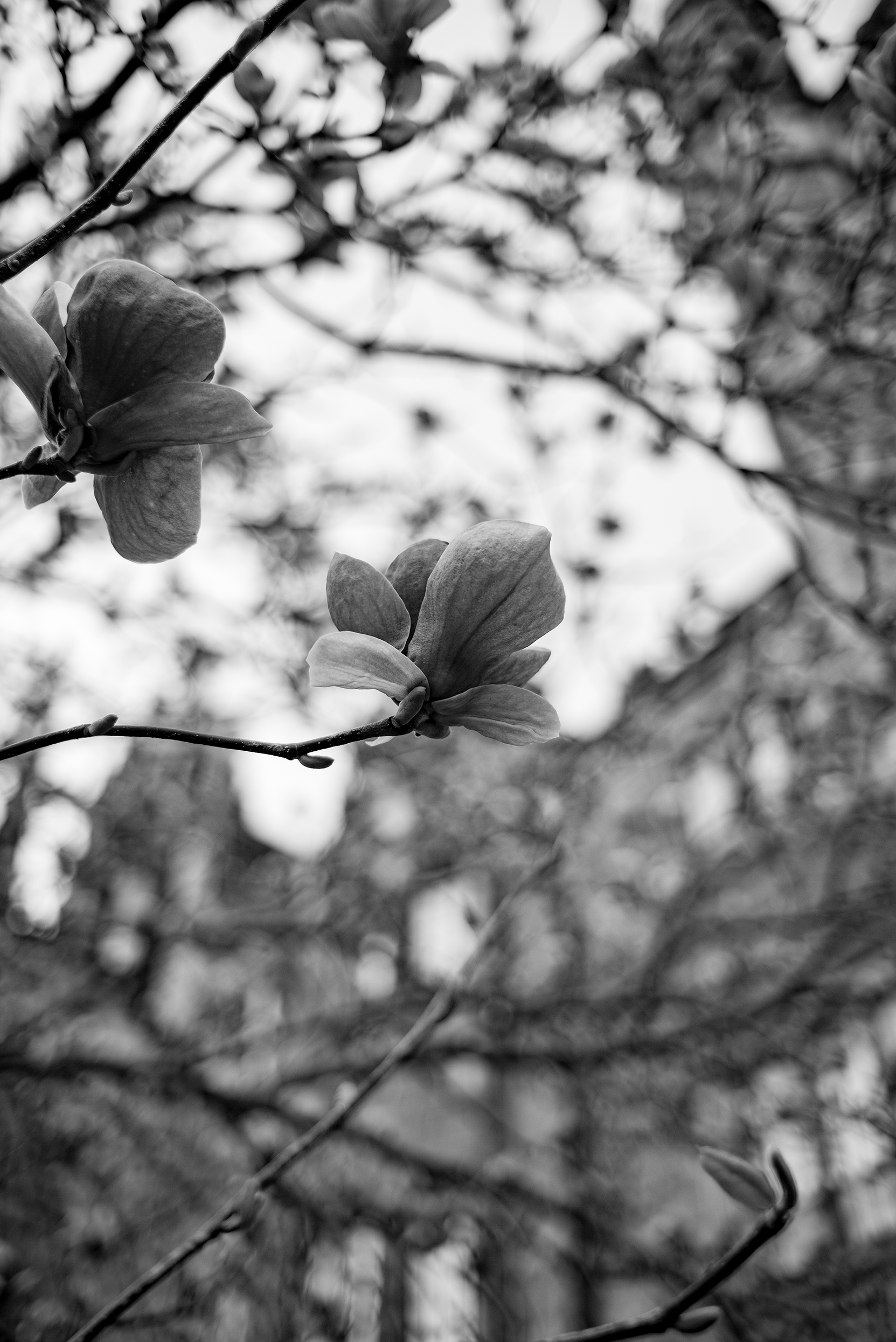 Close-up of a flower on a branch against a blurred background in black and white.