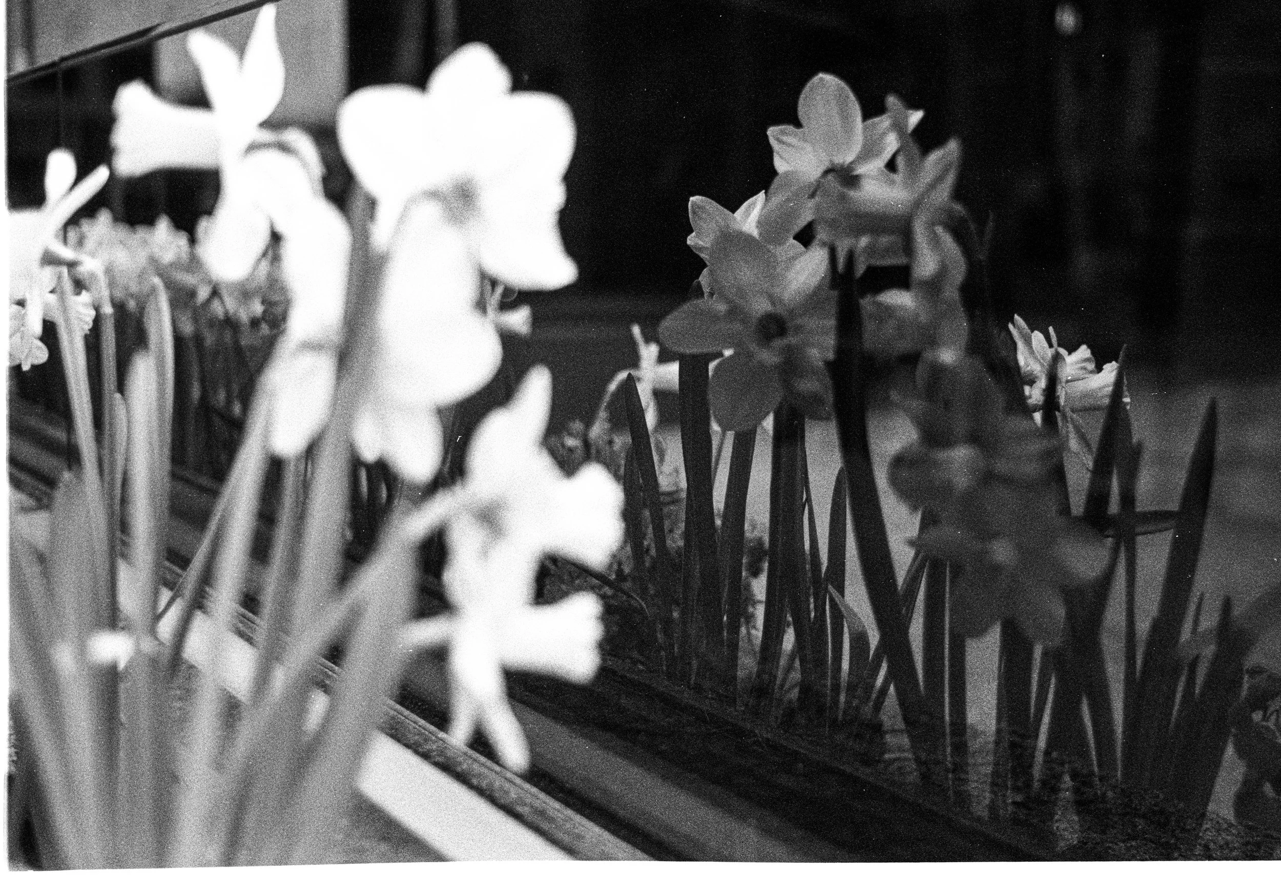 Black and white photo of flowers, some in a pot and others outside a window, with a reflective surface showing the flowers.