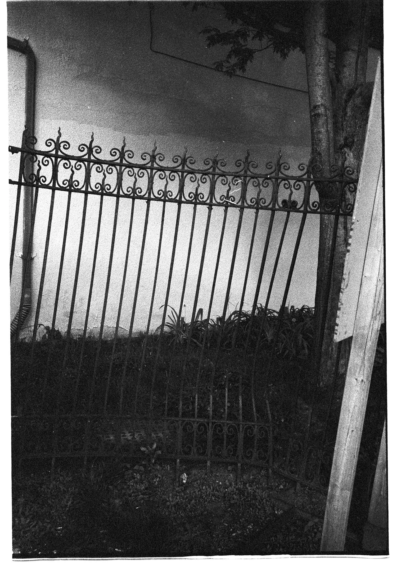 A black and white photo of a metal garden fence and gate in front of a house, with a utility pipe along the wall and a tree nearby.