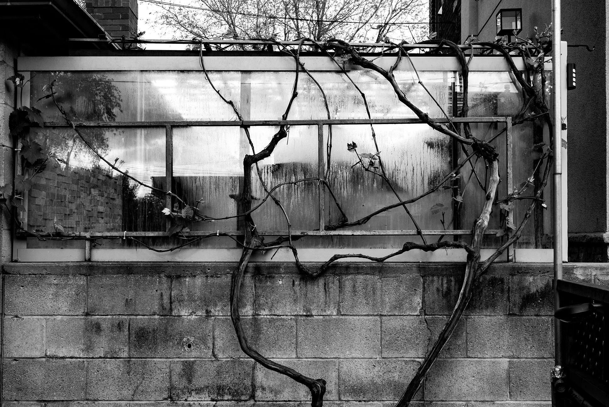A black and white photo of a heart-shaped vine growing on a concrete block wall in front of a glass window.