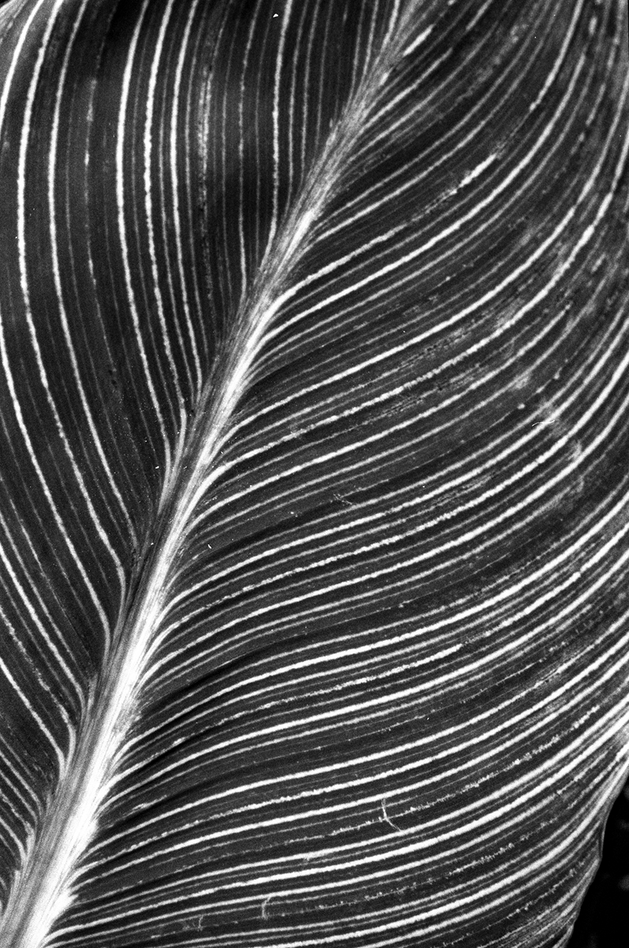 Close-up view of detailed leaf with prominent veins, in black and white.