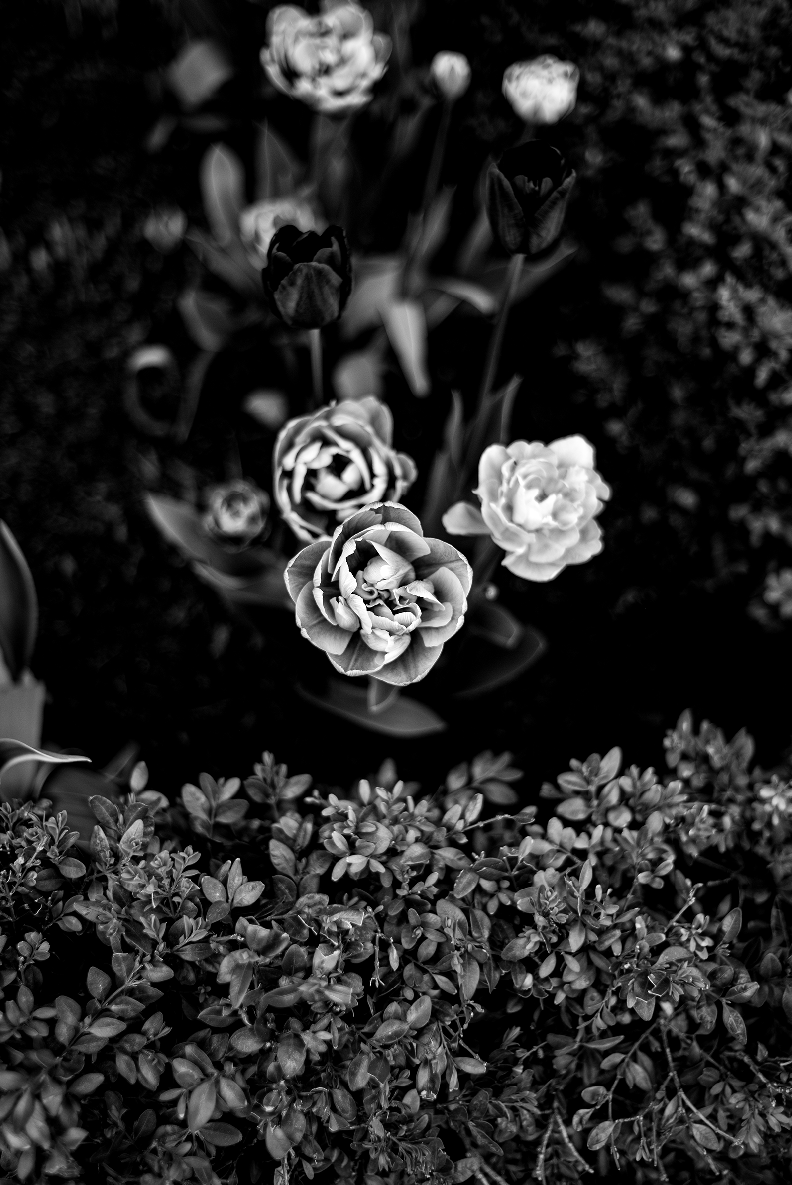 Black and white photo of tulips and small bushes in a garden