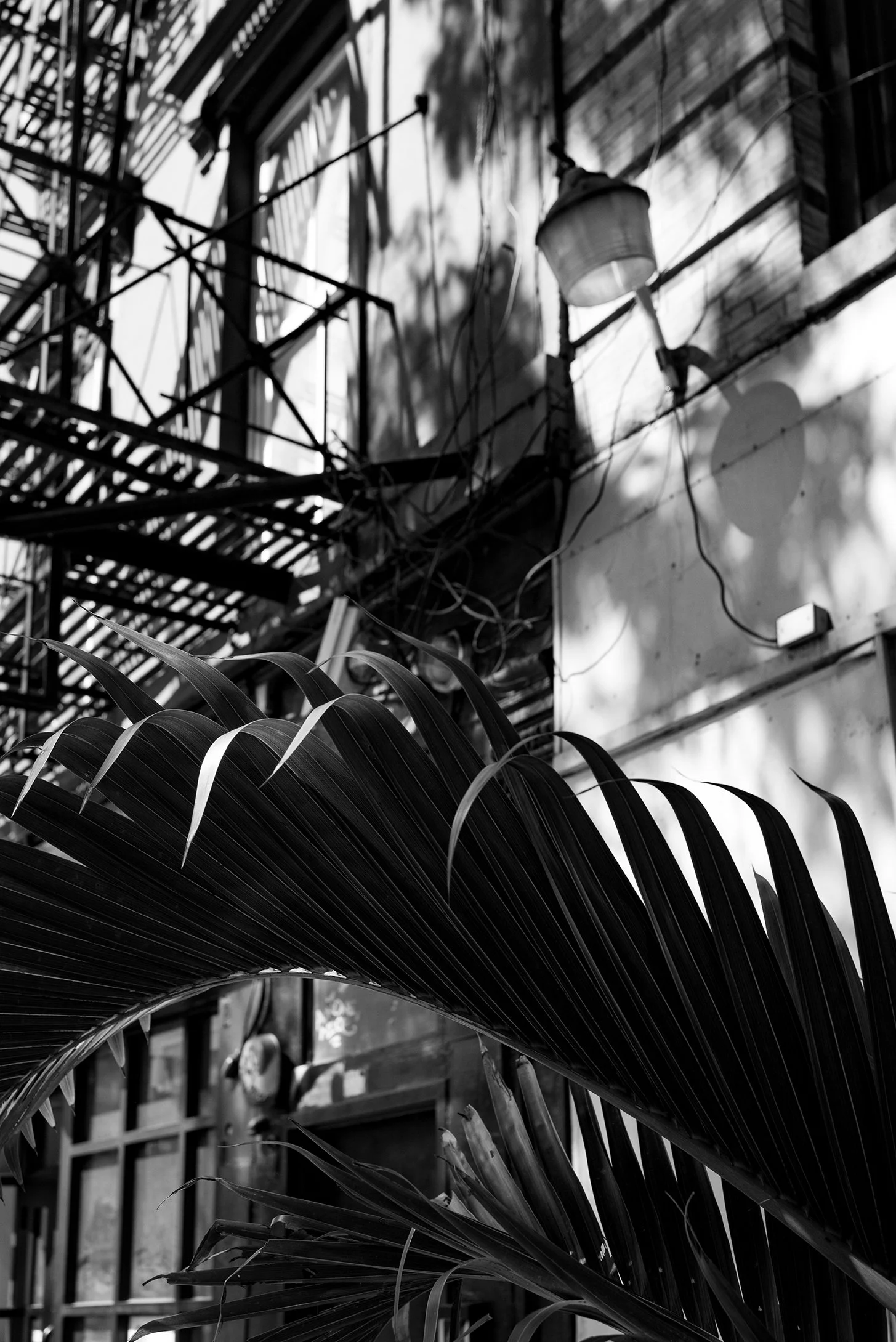 Black and white photo of a large palm leaf in the foreground with an urban building wall, fire escape stairs, and shadows of plants cast on the wall in the background.