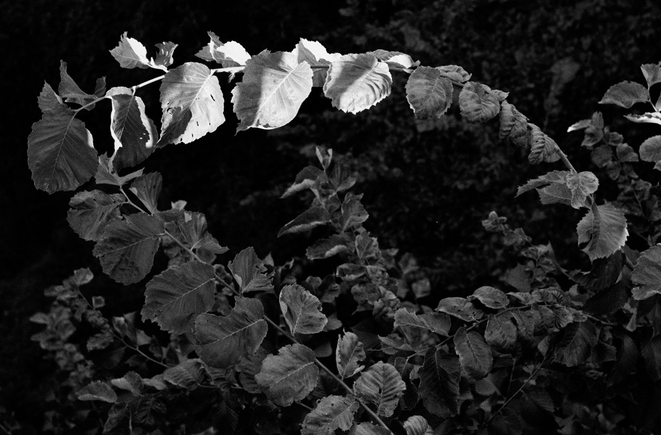 Black and white photograph of leaves on a vine, with some leaves illuminated and others in shadow.